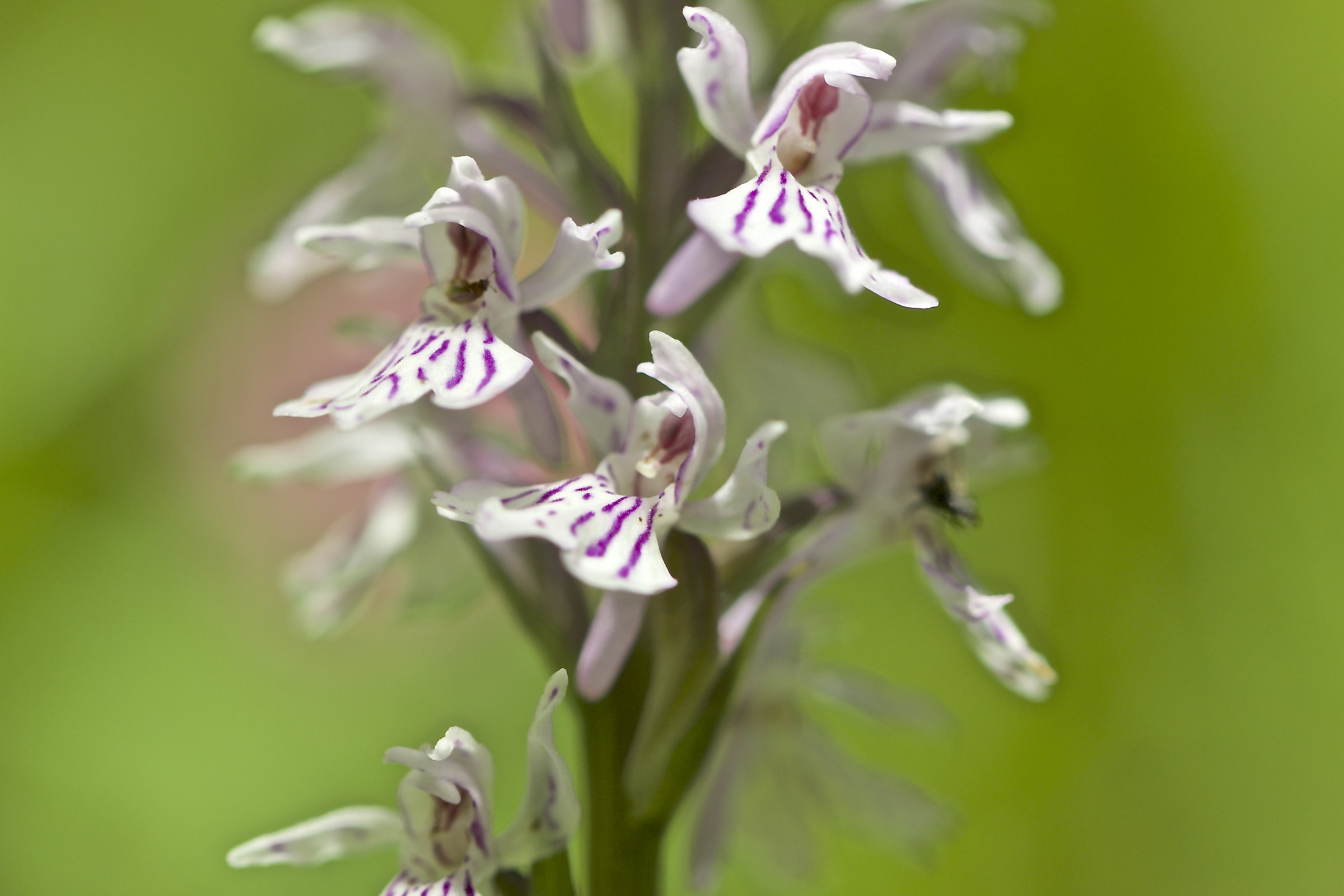 Orchidea maculata