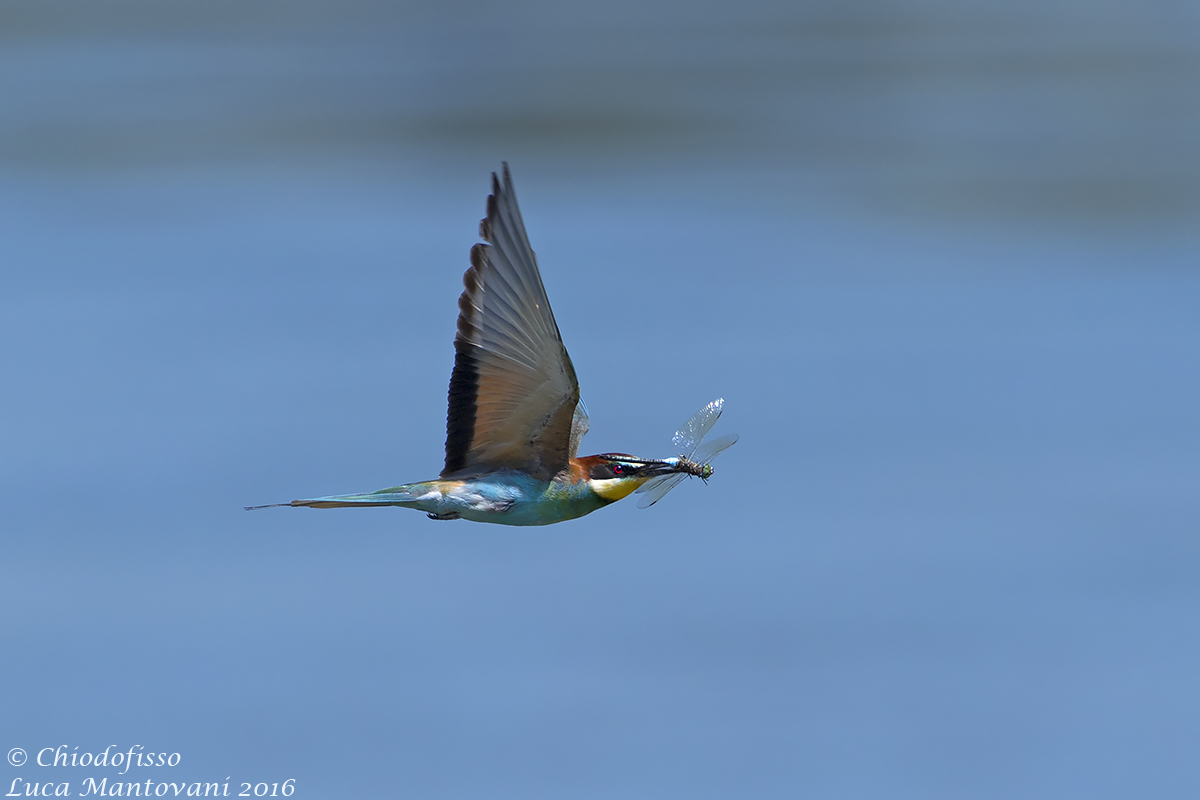 In August bee-eaters eat the dragonfly