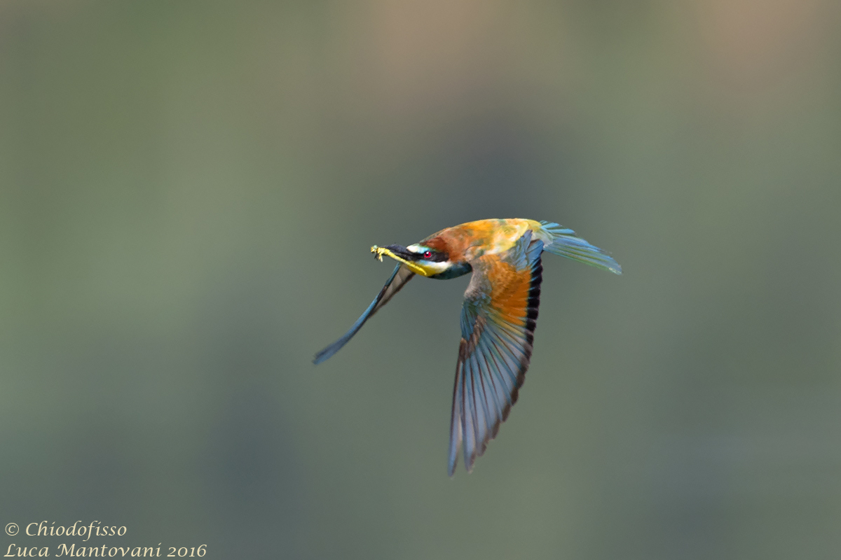 A caccia di libellule sul Po