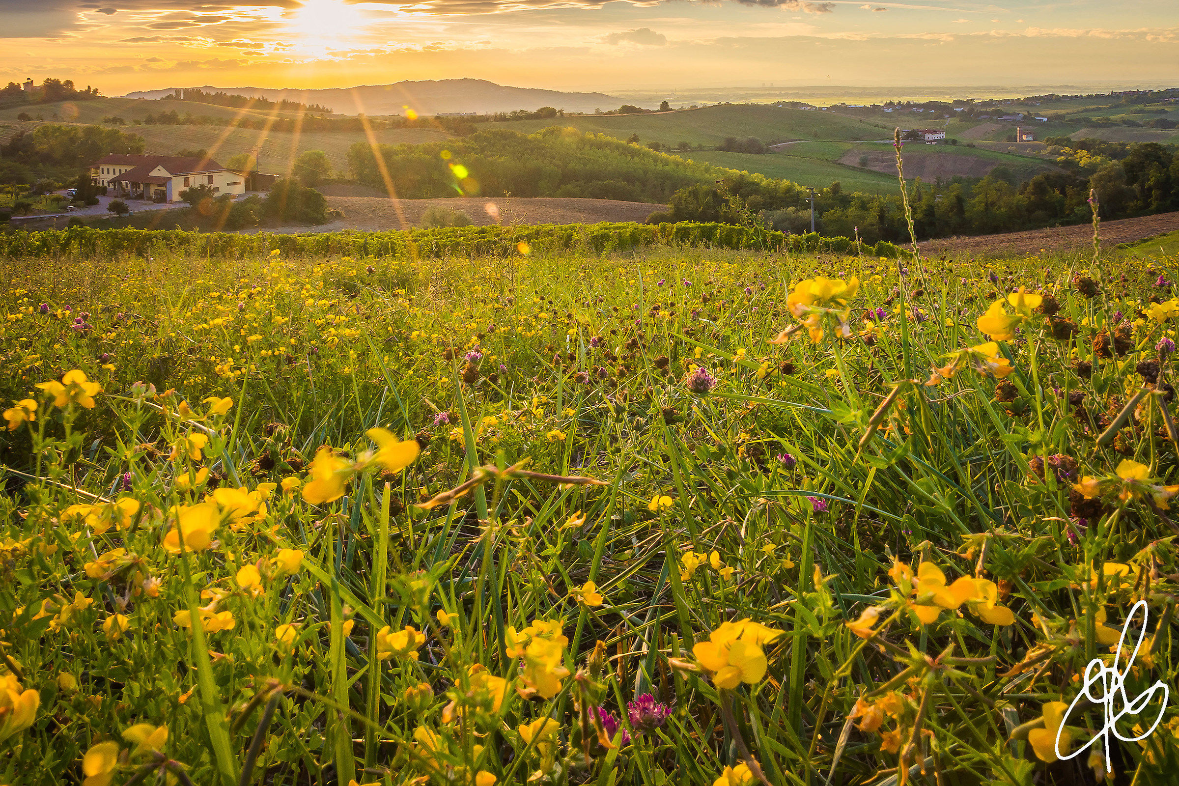 Fioriture Monferrine