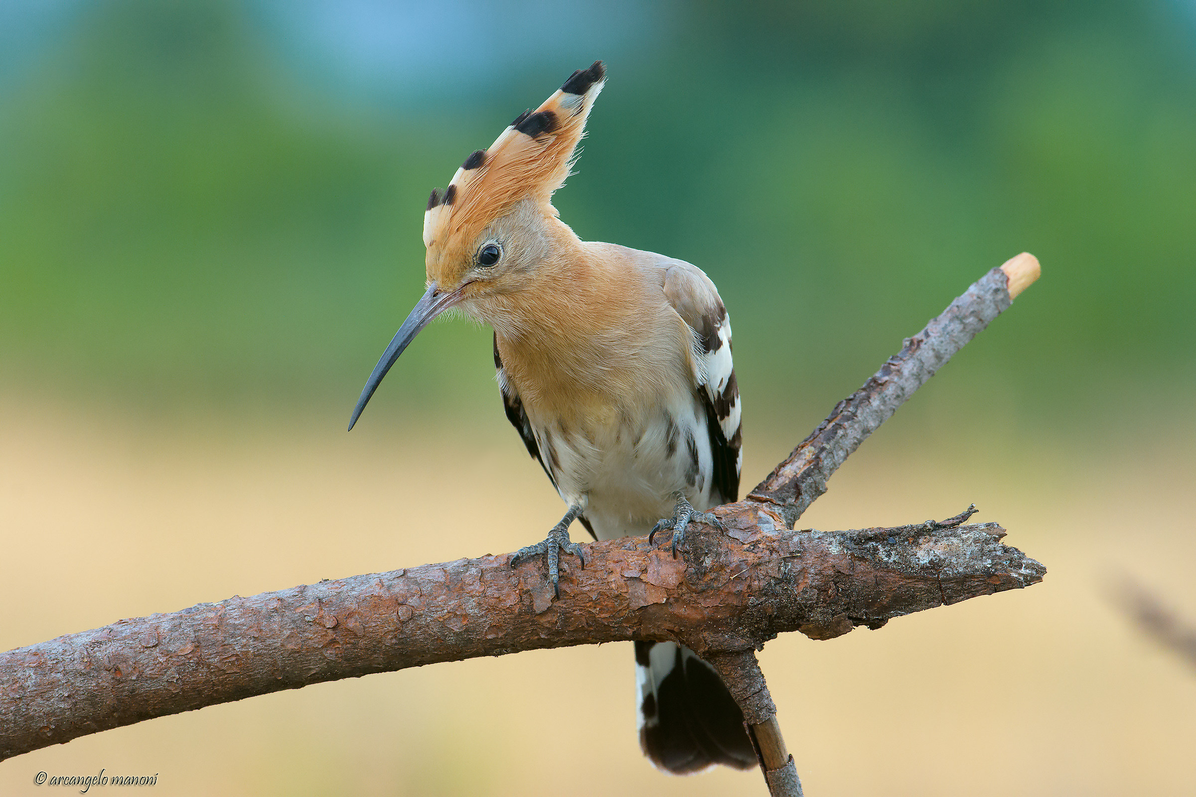 A conversation with the hoopoe