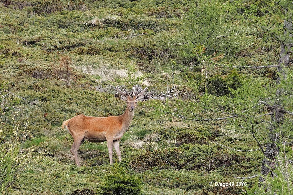 Deer in velvet