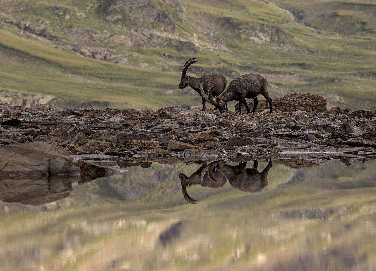 Stambecchi allo specchio