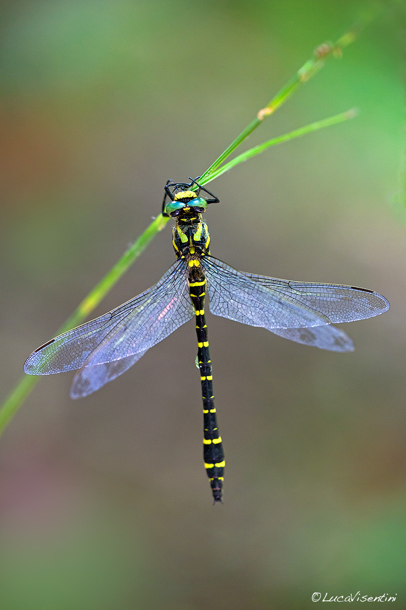 Cordulegaster boltonii