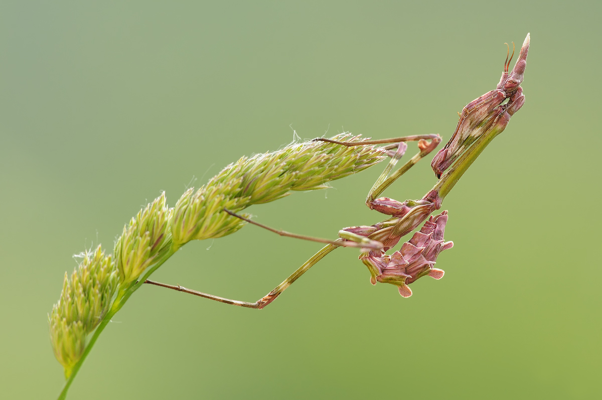 Empusa pennata