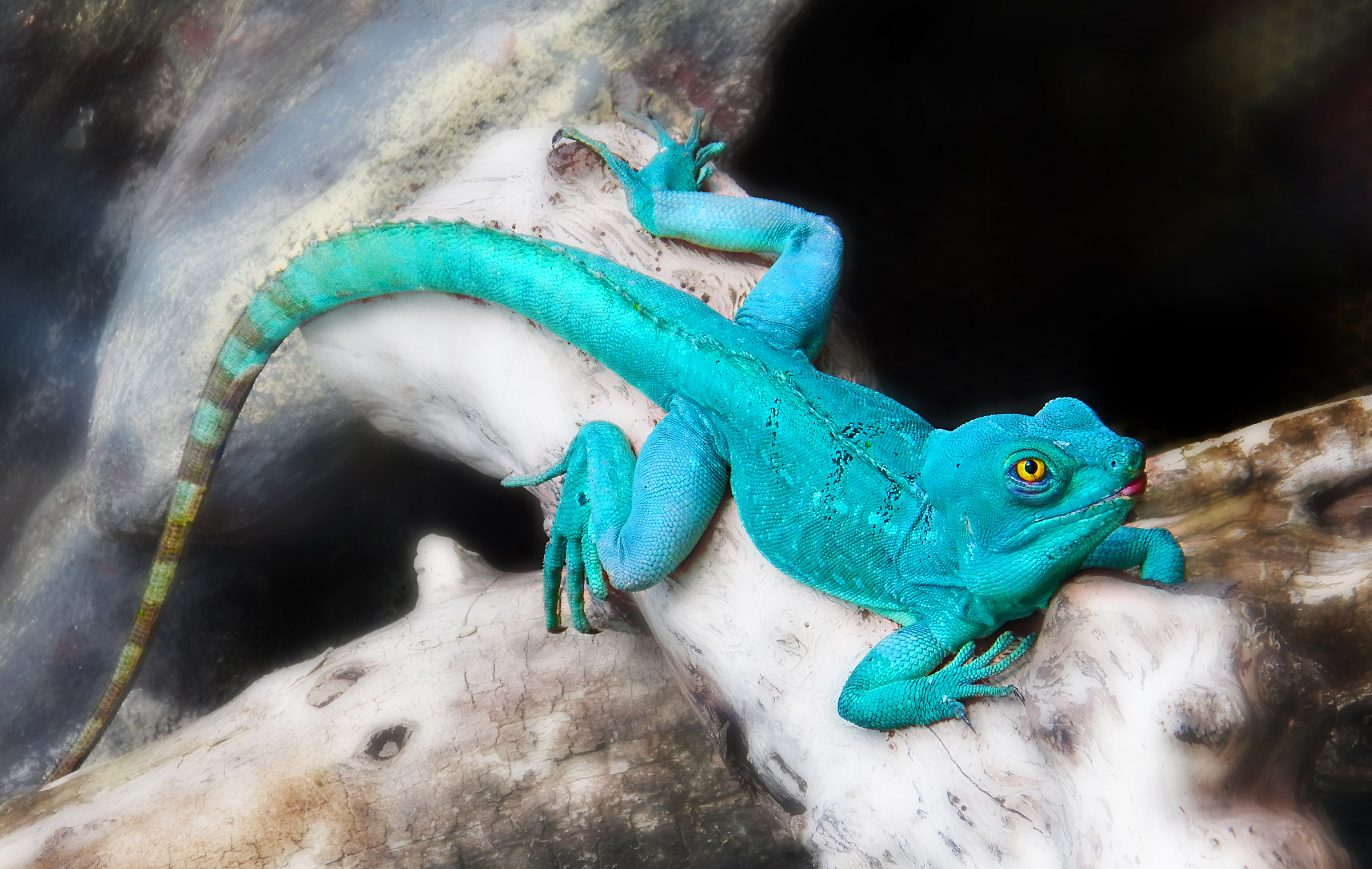 Blue Lizard Forse piumato Basilisk Budapest Zoo