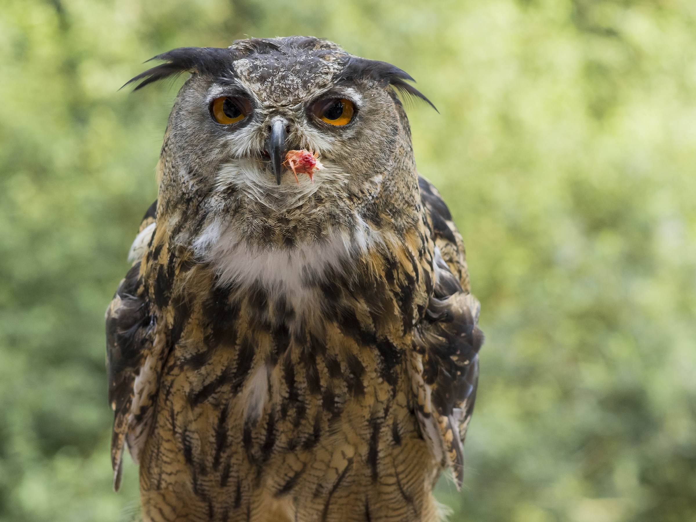 Gufo (Oasi di Cervara)