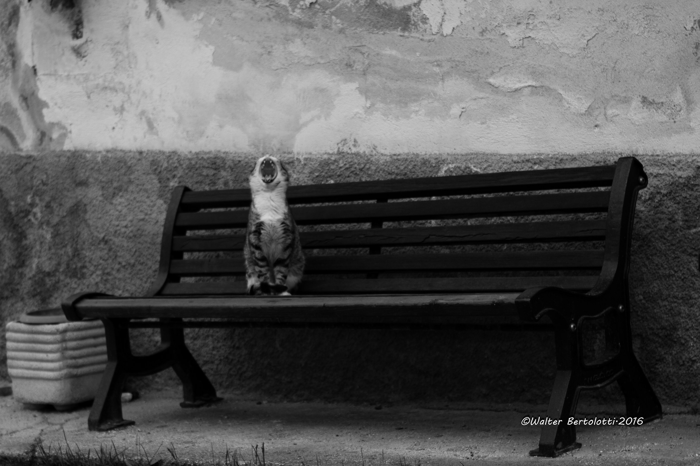 la dura vitadei gatti di paese