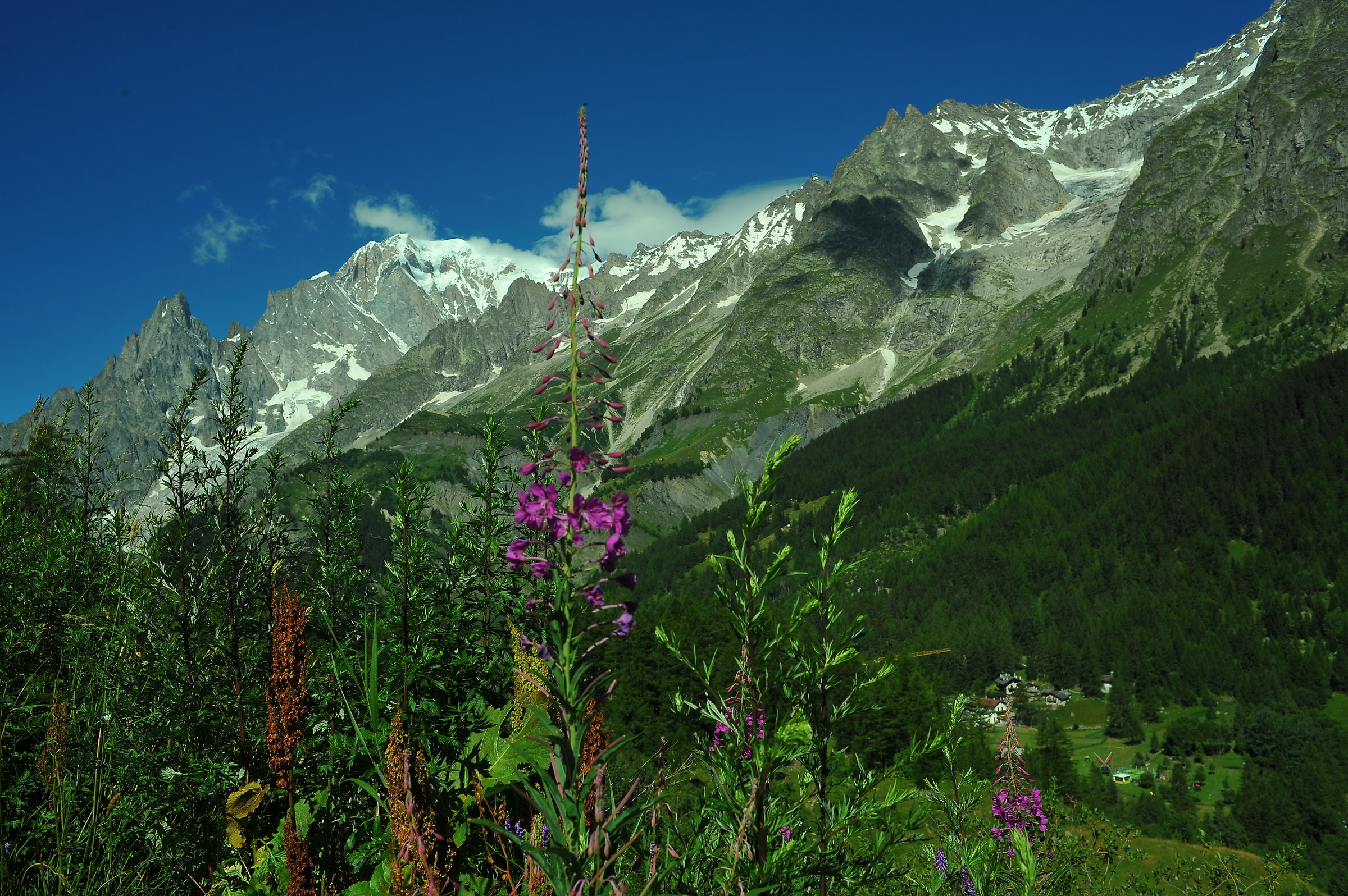 the king ... behind a 'epilobia