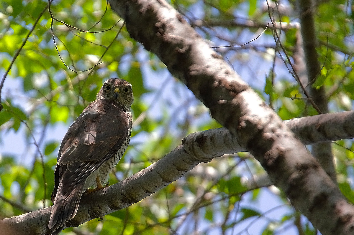 look I saw you .....