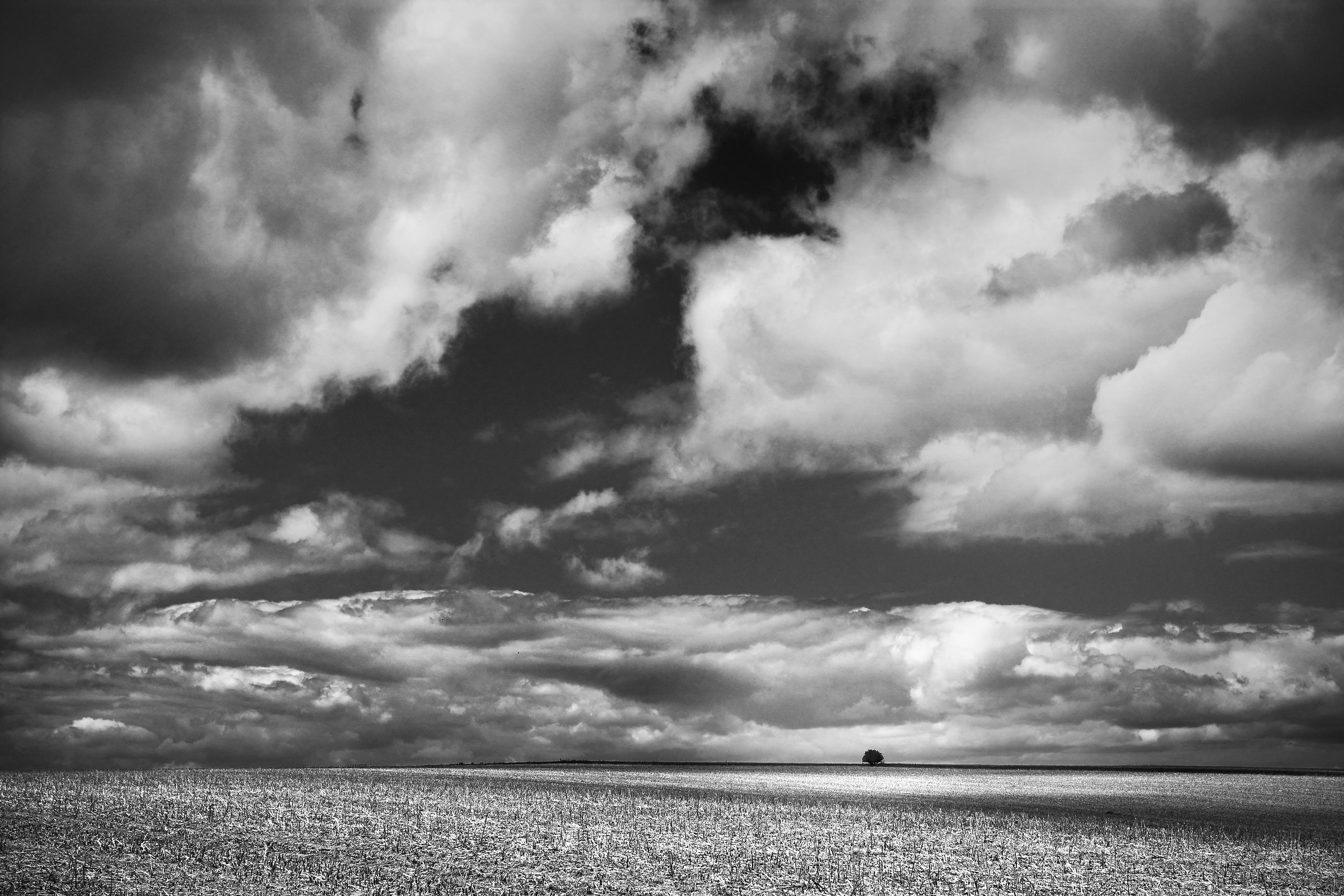 Black & White landscape, with small tree