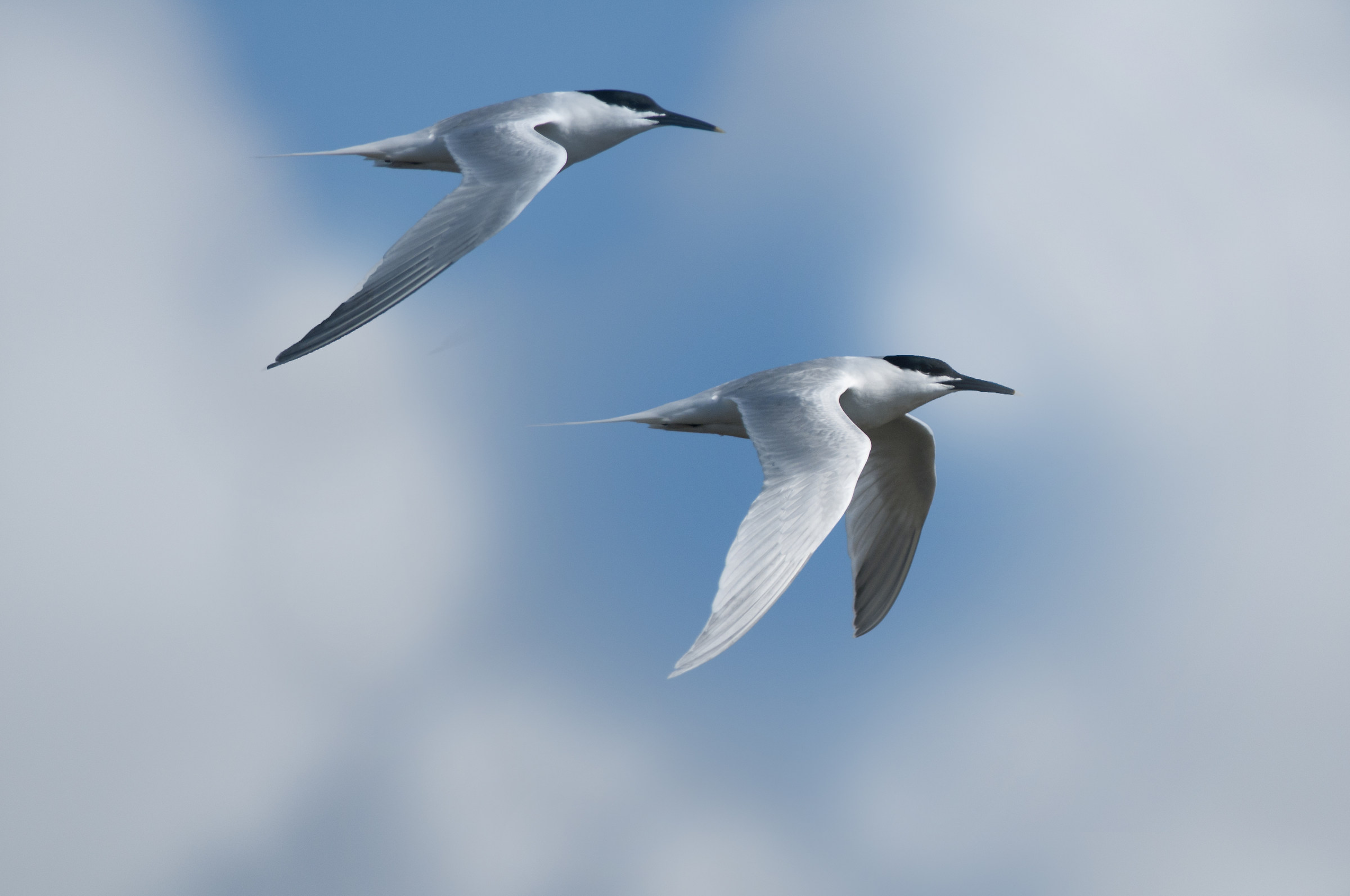 sandwich tern