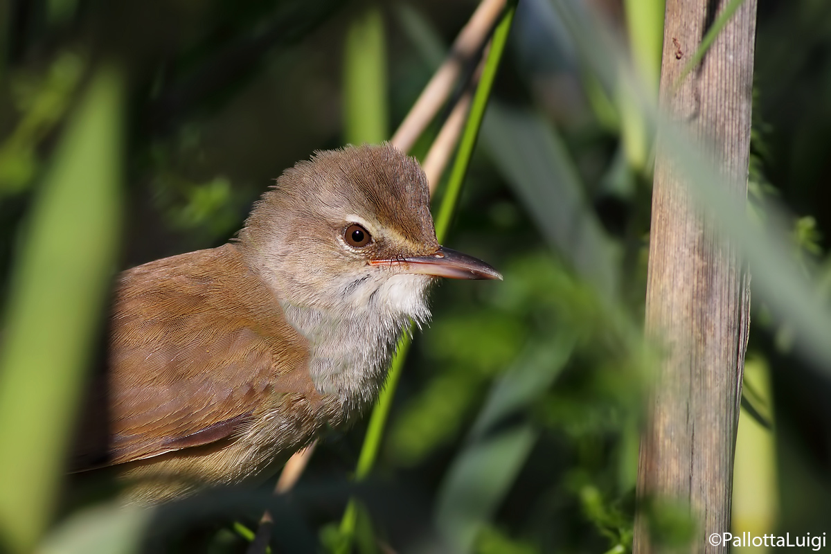 Cannareccione (Acrocephalus arundinaceus)