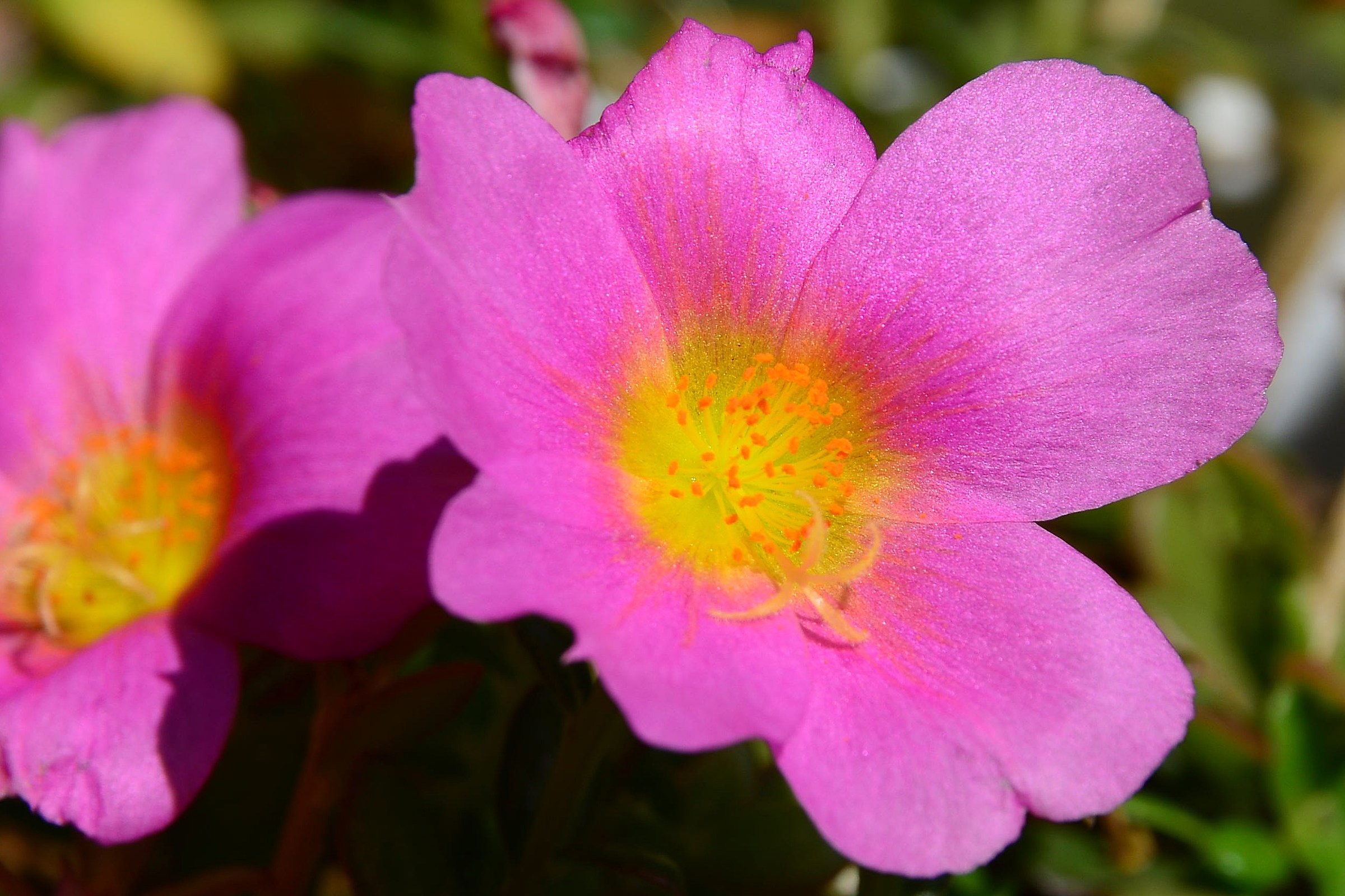 Portulaca