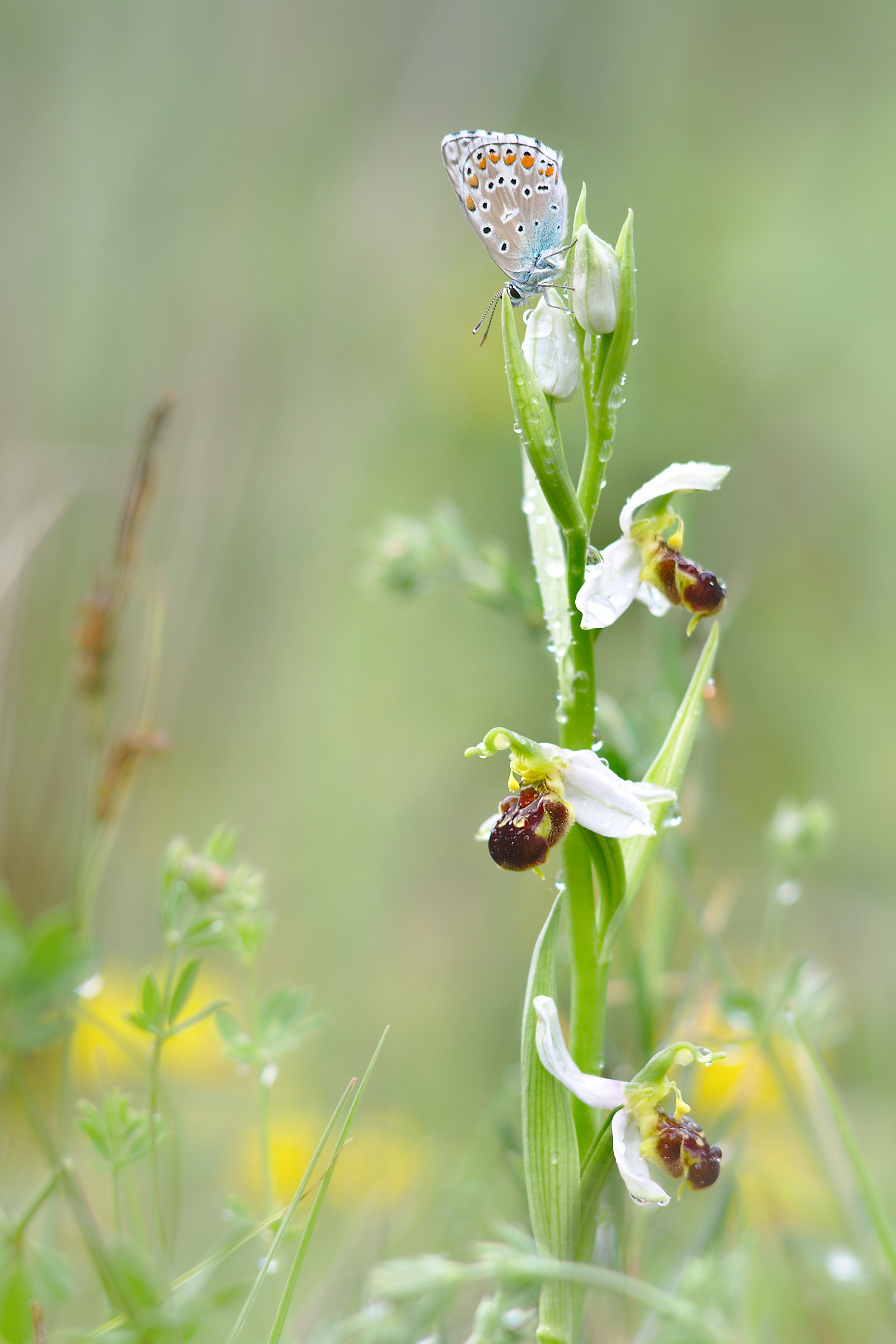 Polyommatus icarus on ophrys apifera