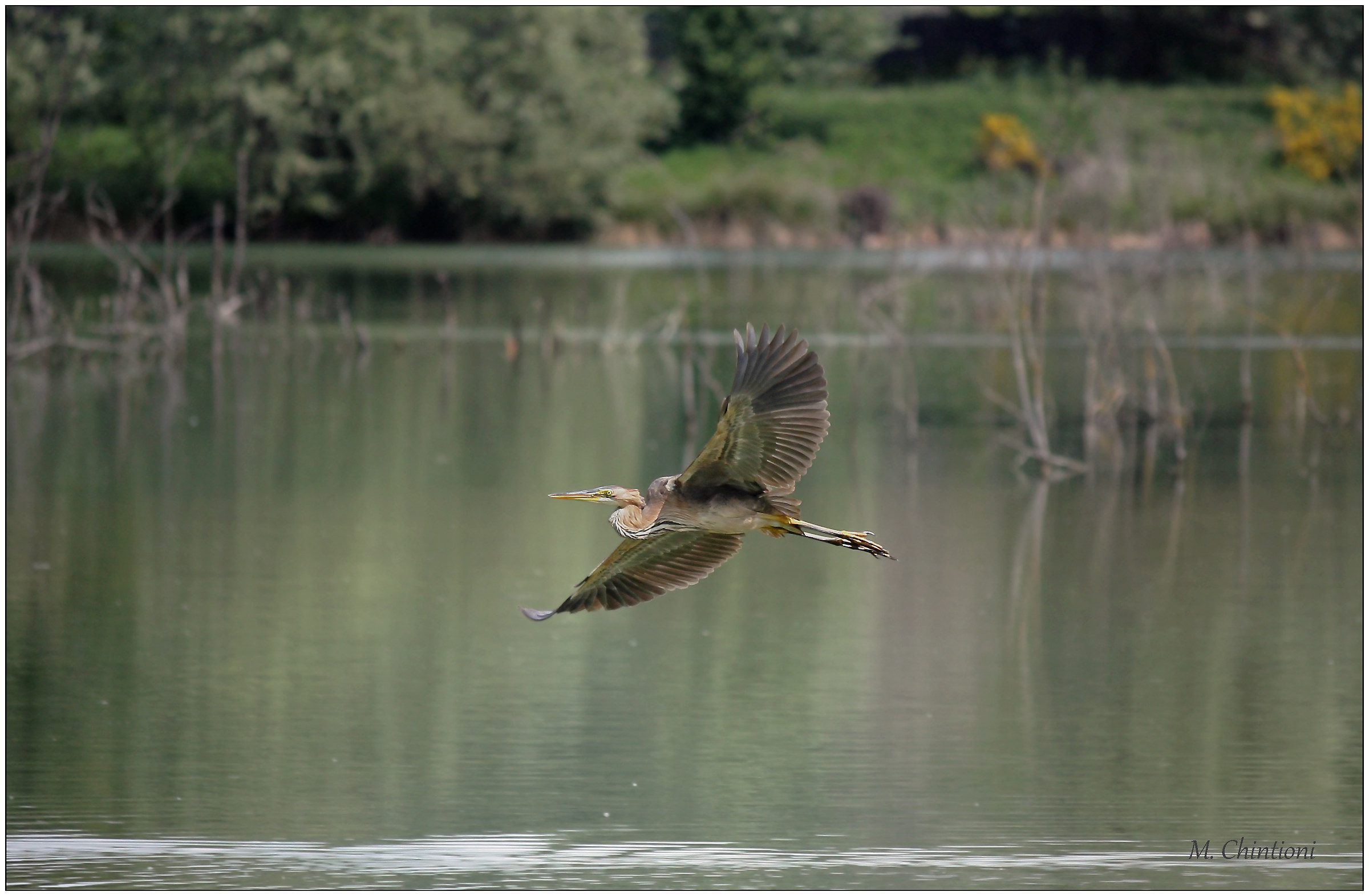 Purple Heron
