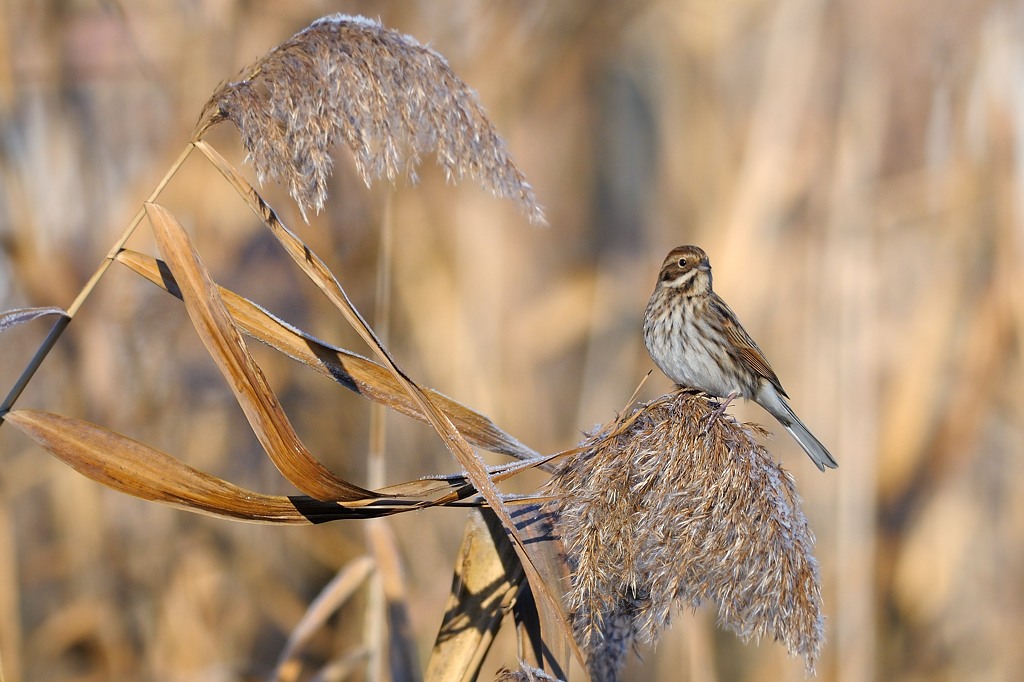 Migliarino di palude