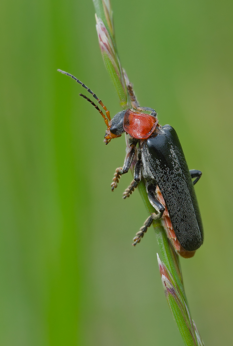L'ultimo samurai (Cantharis fusca)
