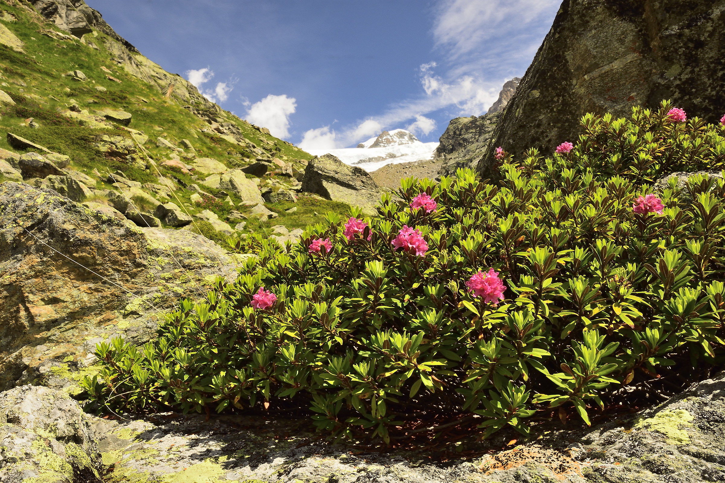 rhododendrons against the backdrop of Pollux