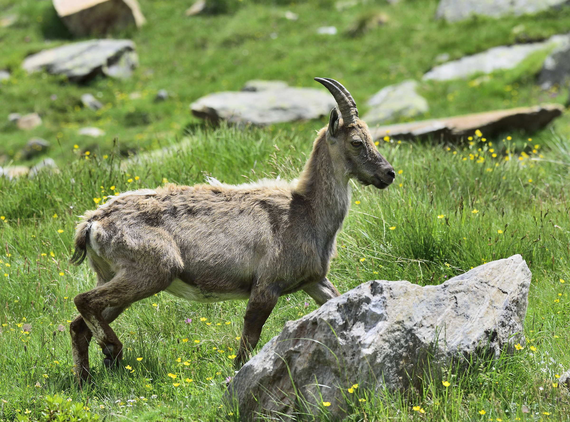 the first stambecchina