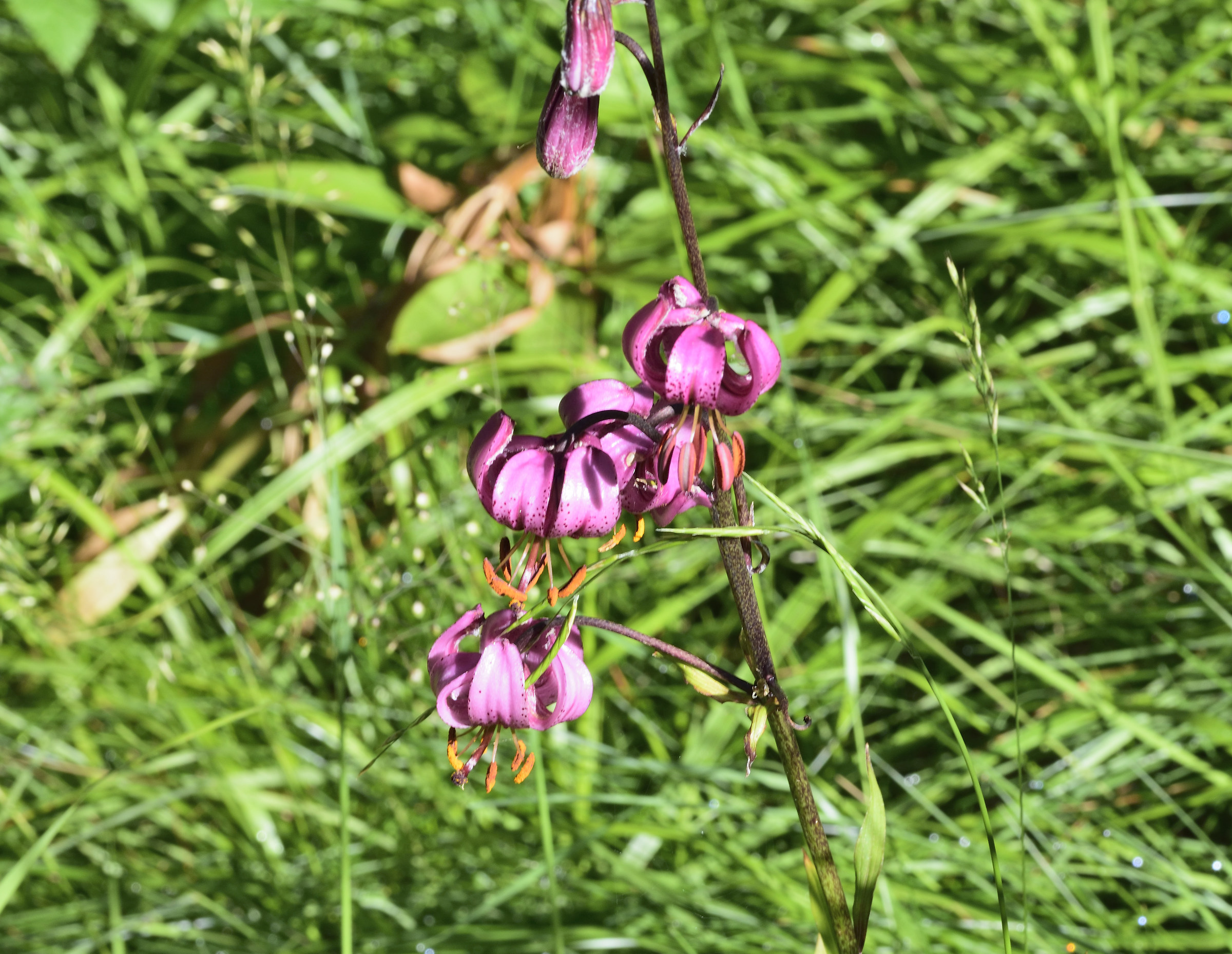 Turk's cap lily