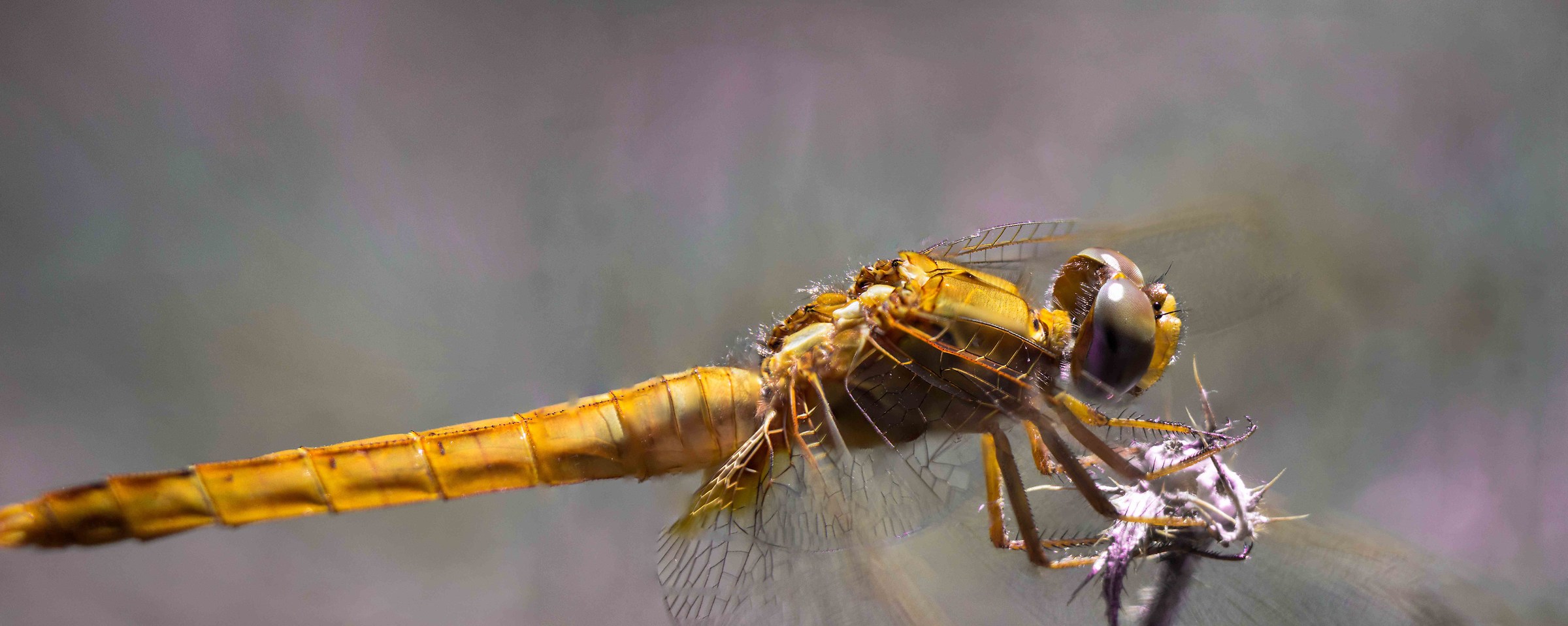 Sympetrum sanguineum