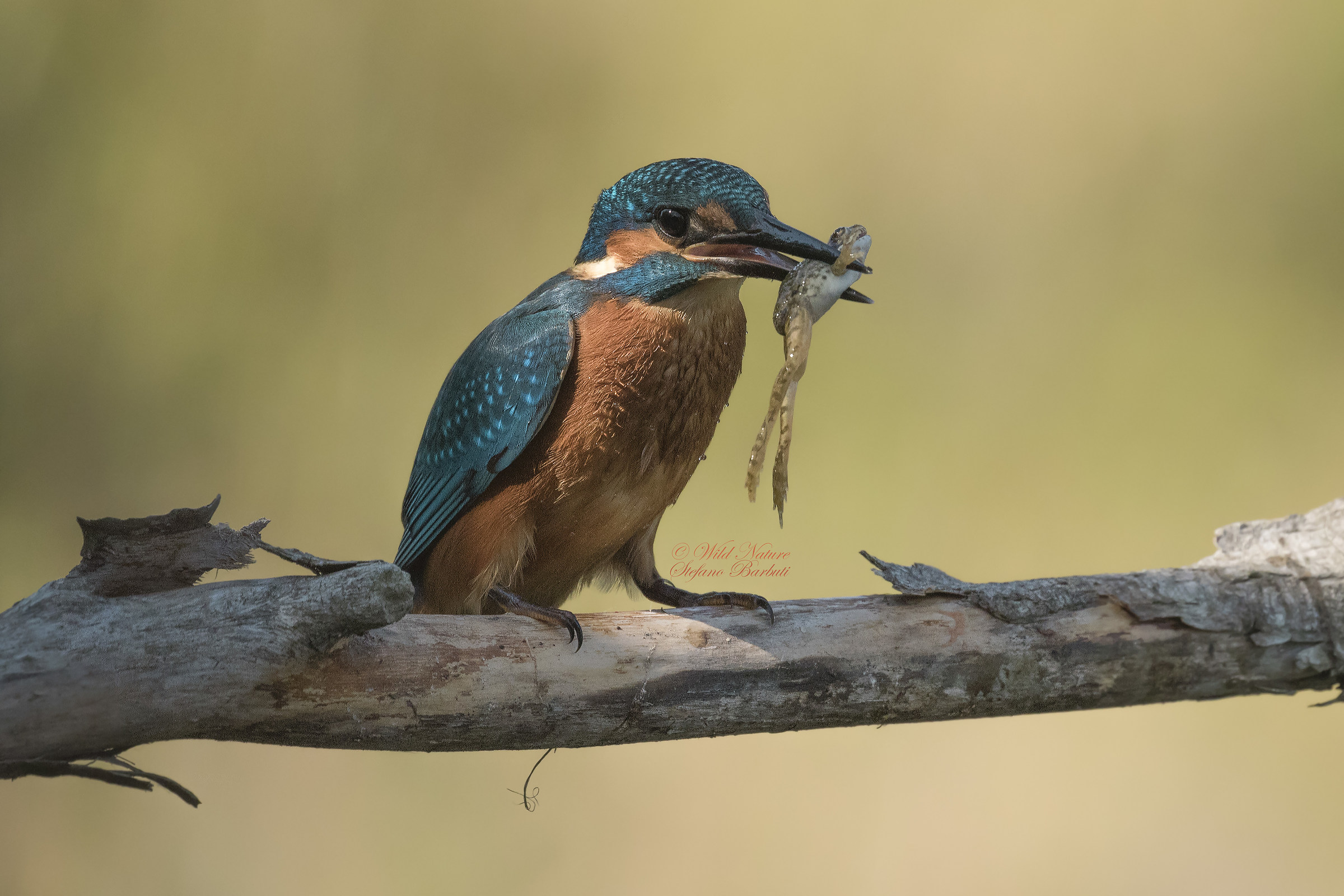 Excellent hunting for Martino