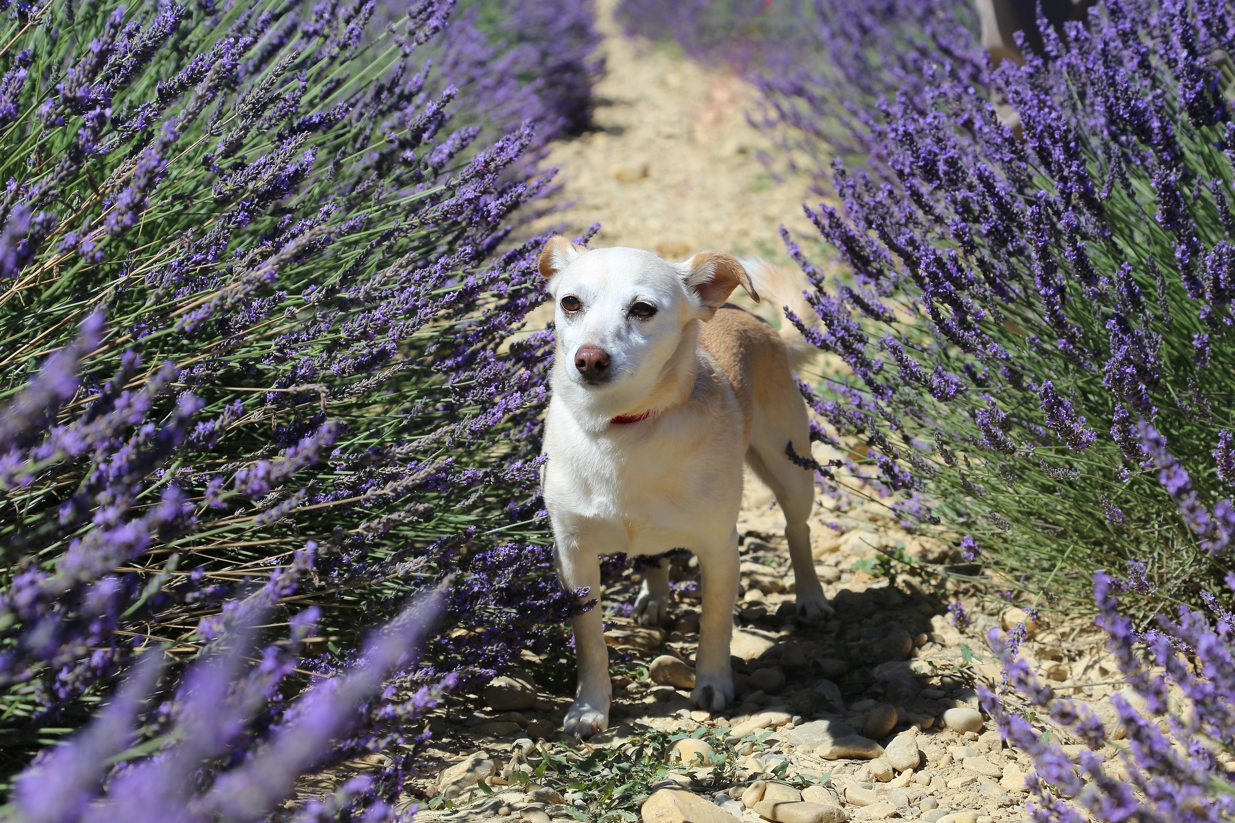Bimba fra la lavanda