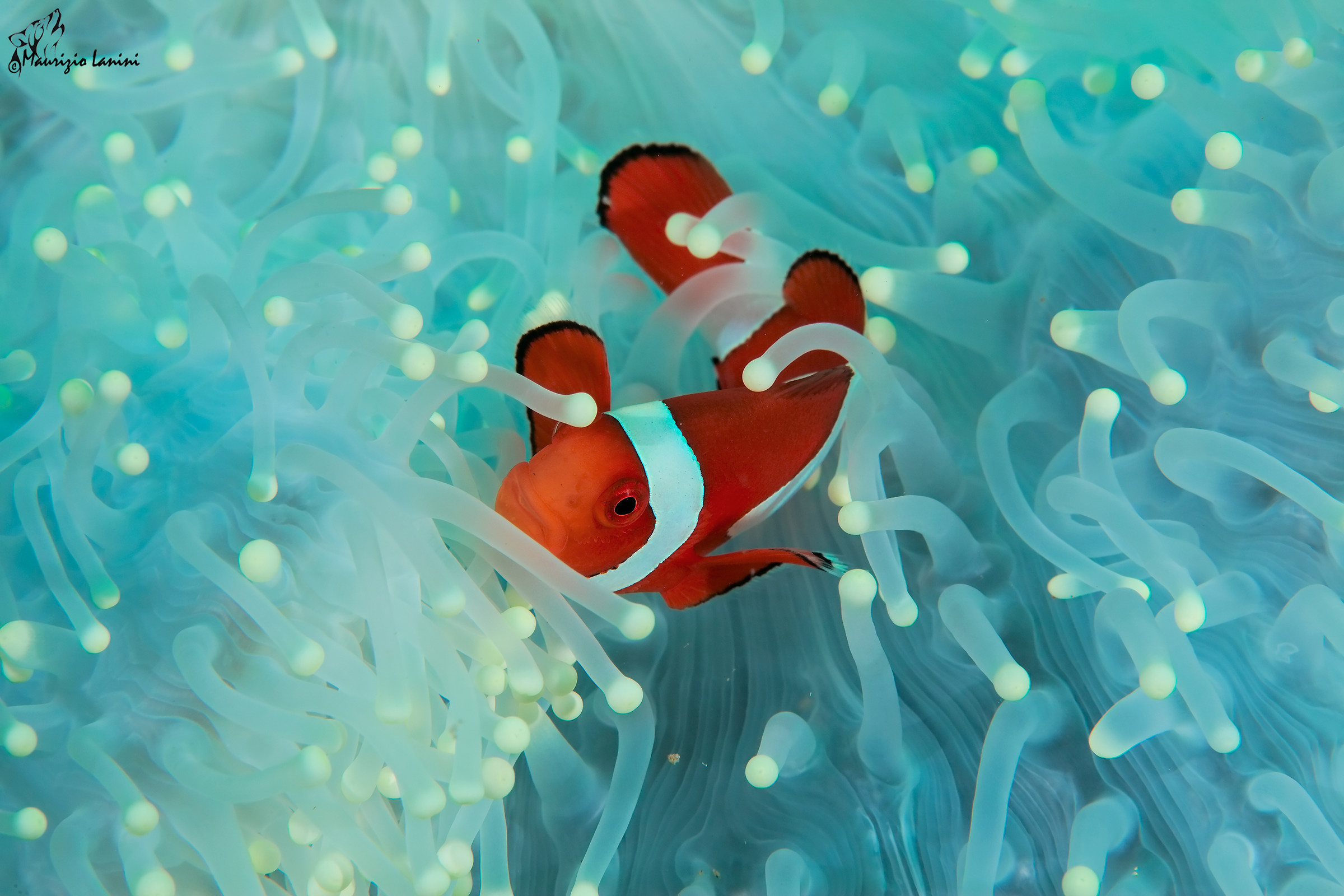 Clown fish in aquamarine