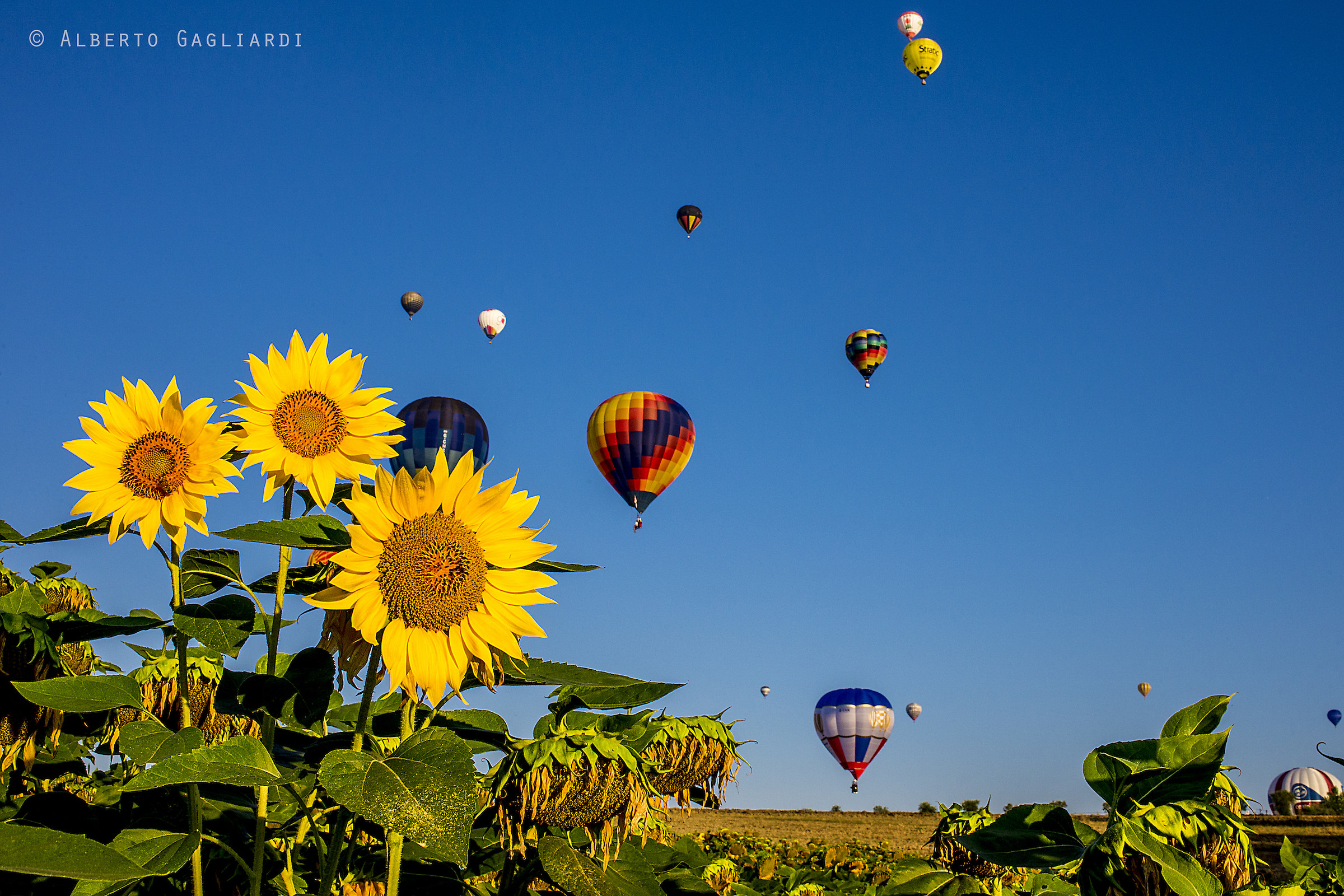 Girasoli e Mongolfiere