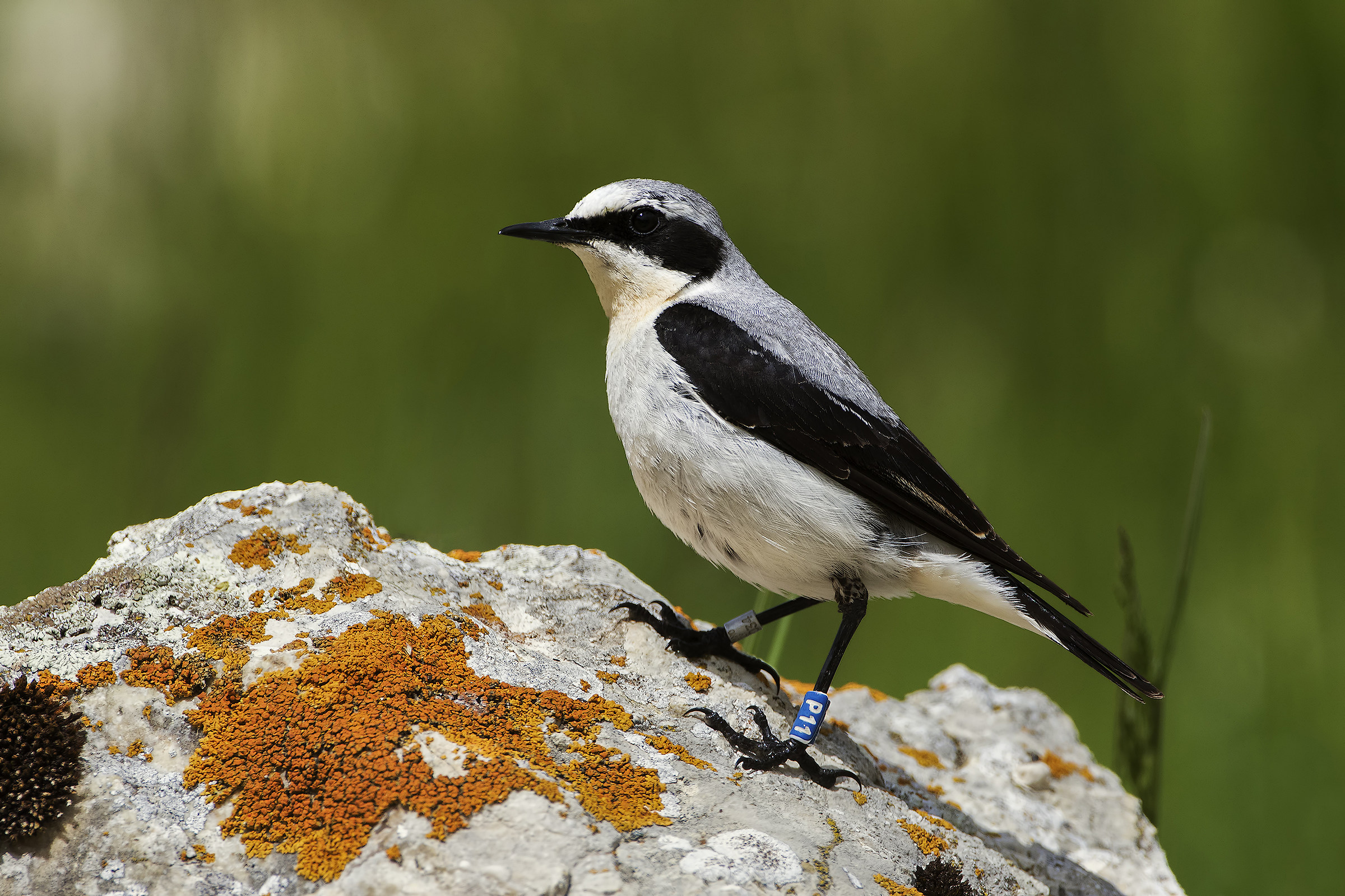 wheatear ringed