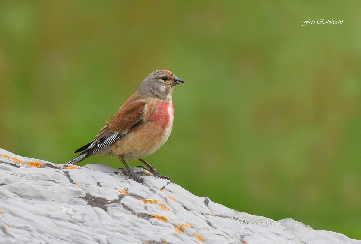 Fanello...maschio...