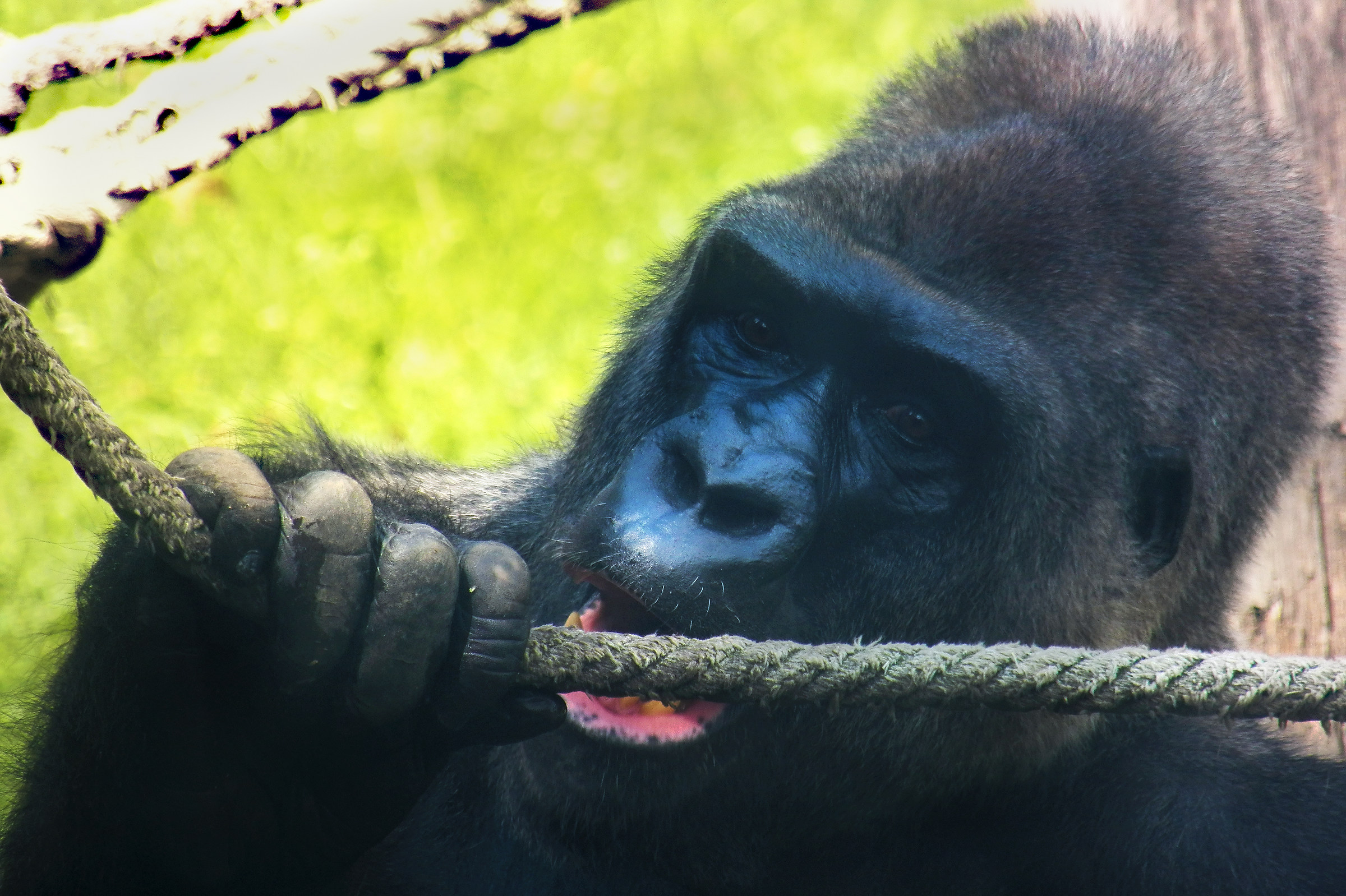 Gorilla Zoo di Budapest
