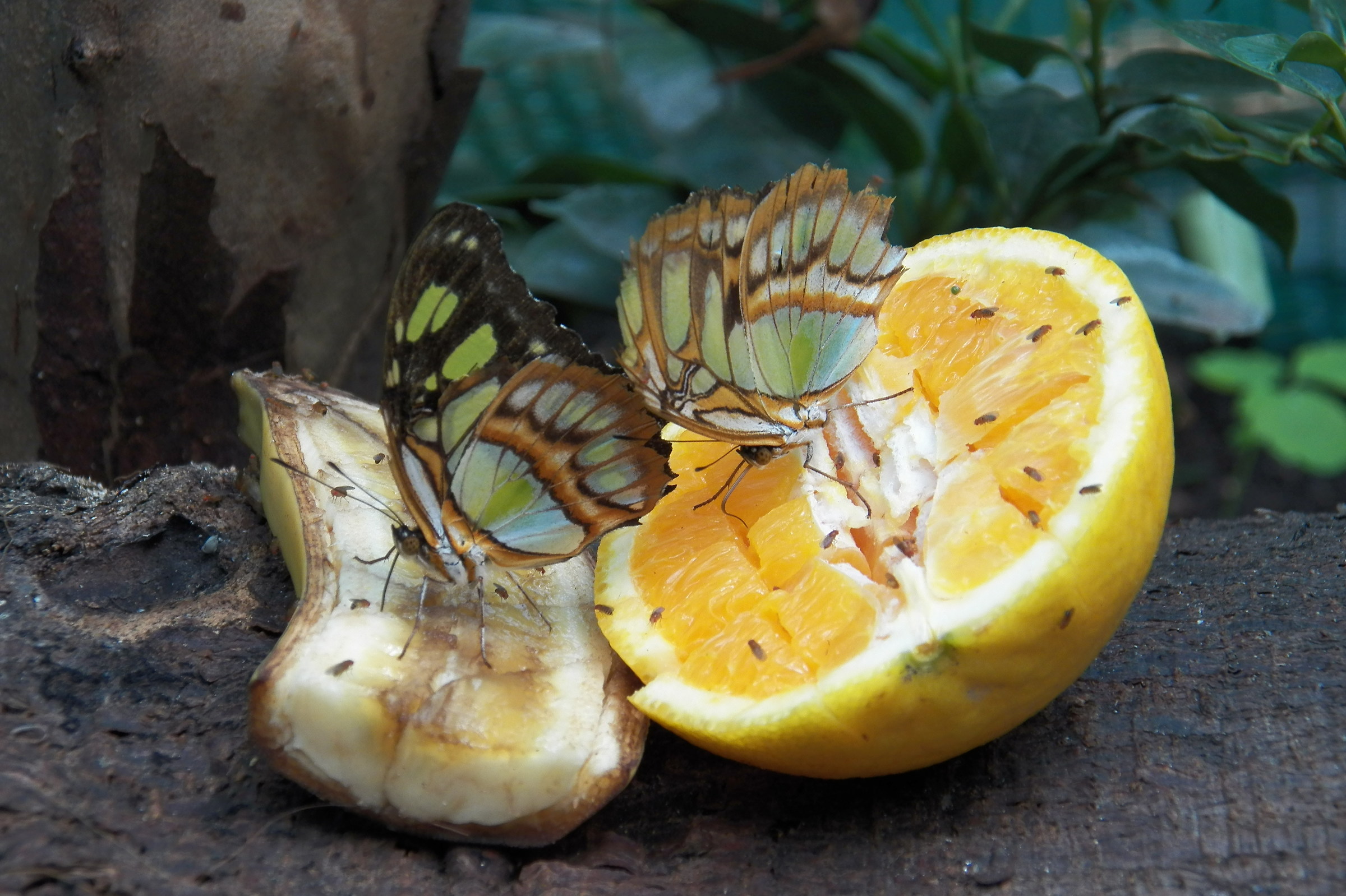 Farfalle Zoo di Budapest