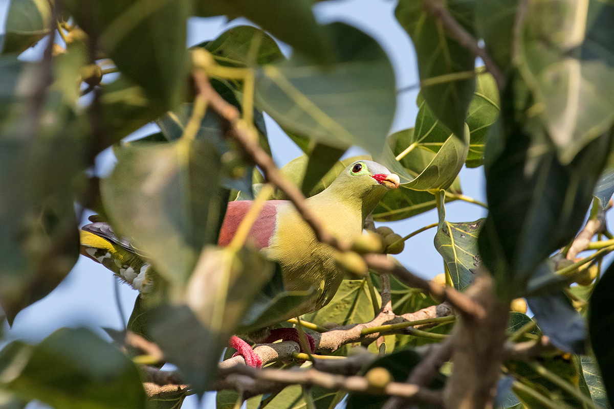 Thick-billed Green-Pigeon