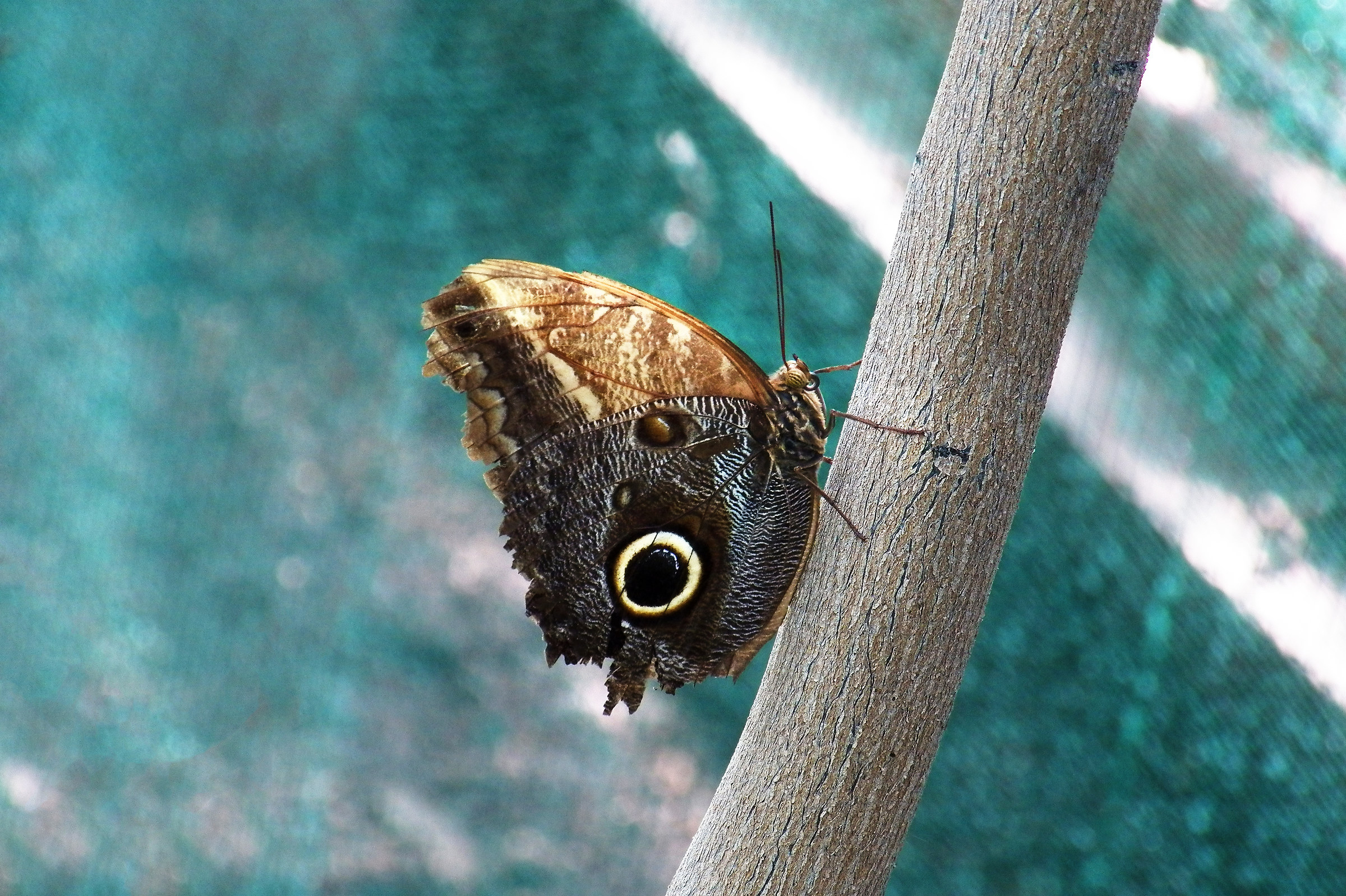Butterfy Zoo di Budapest