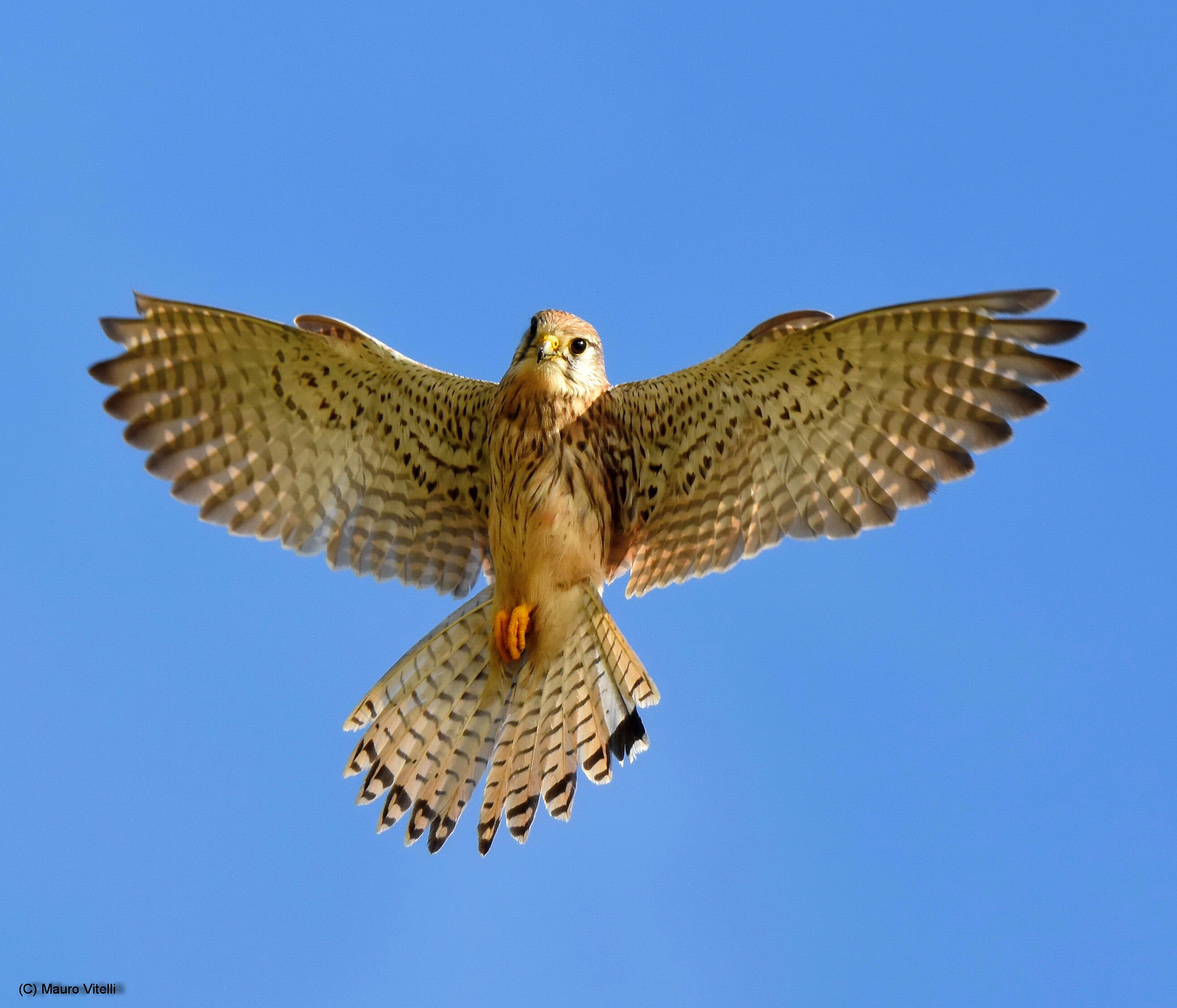 Kestrel (very closely)