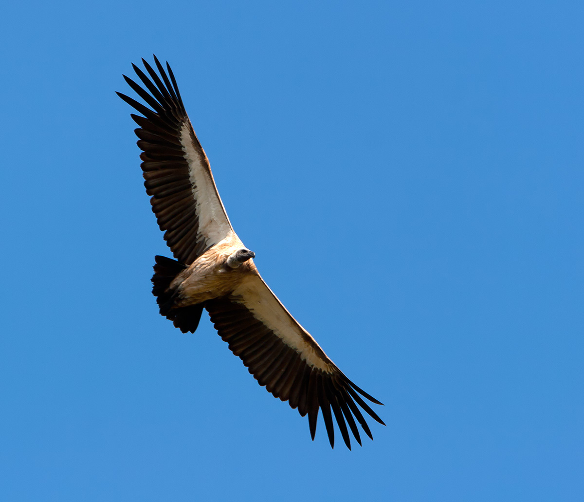 Vulture
