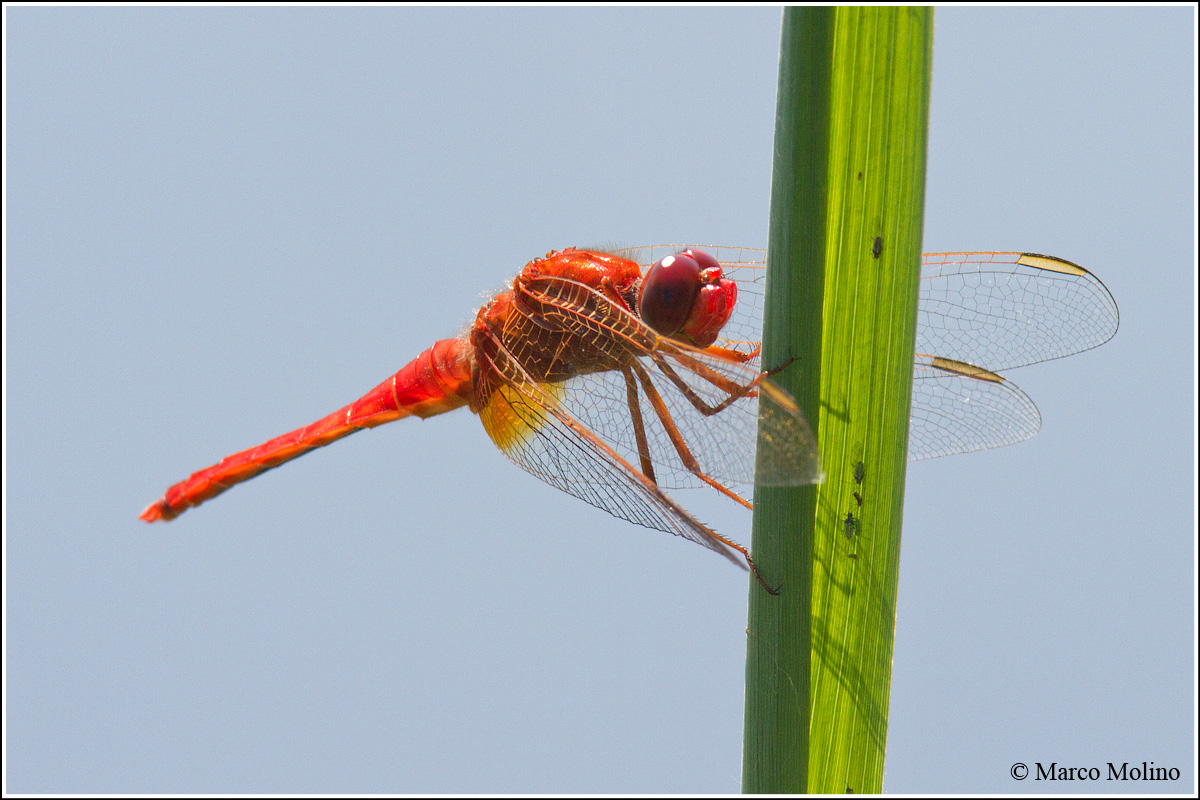 Crocothemis erythraea - Male