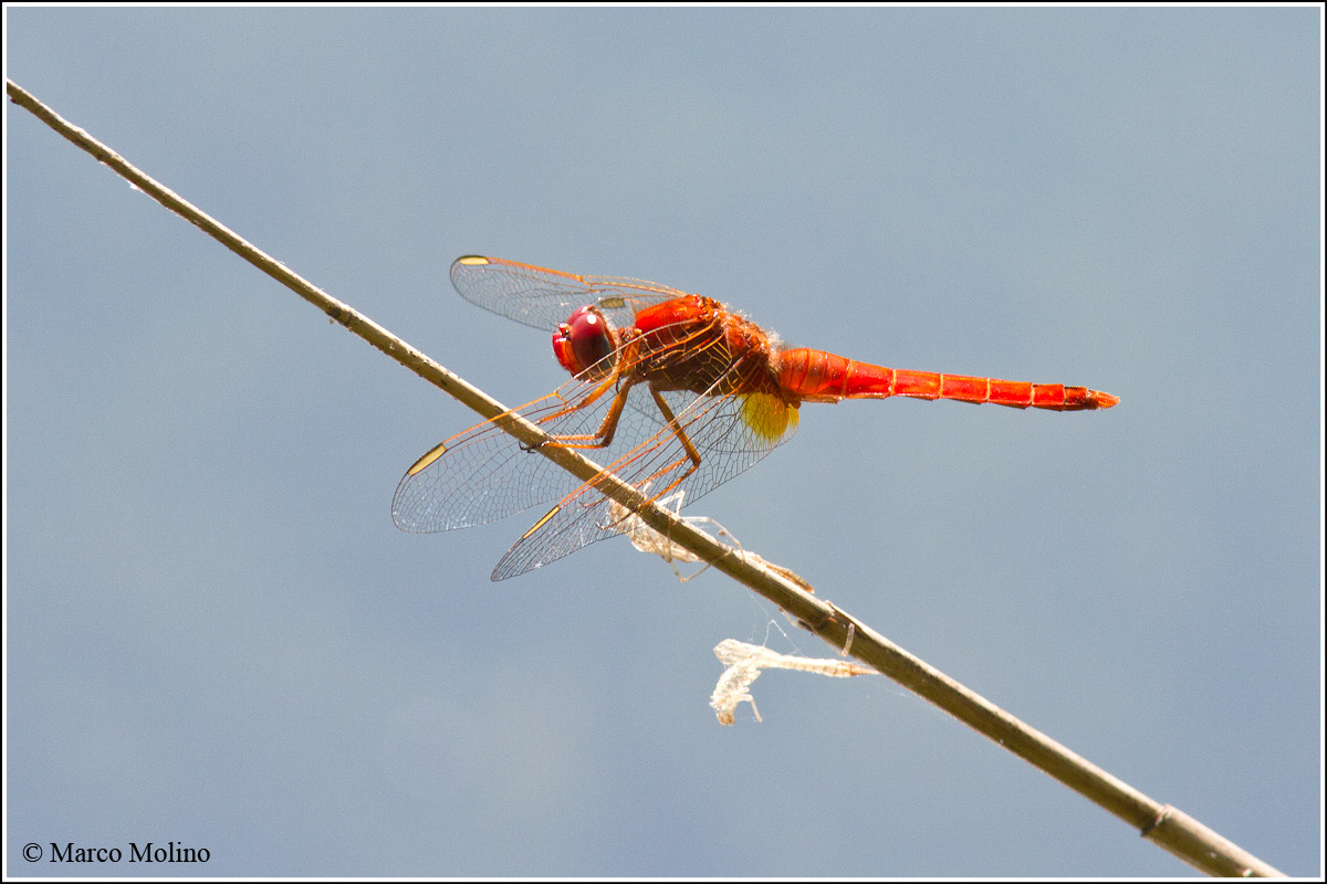 Crocothemis erythraea - Male