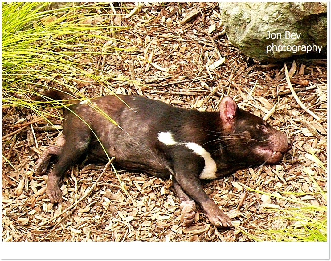 Tasmanian devil sleeping it off