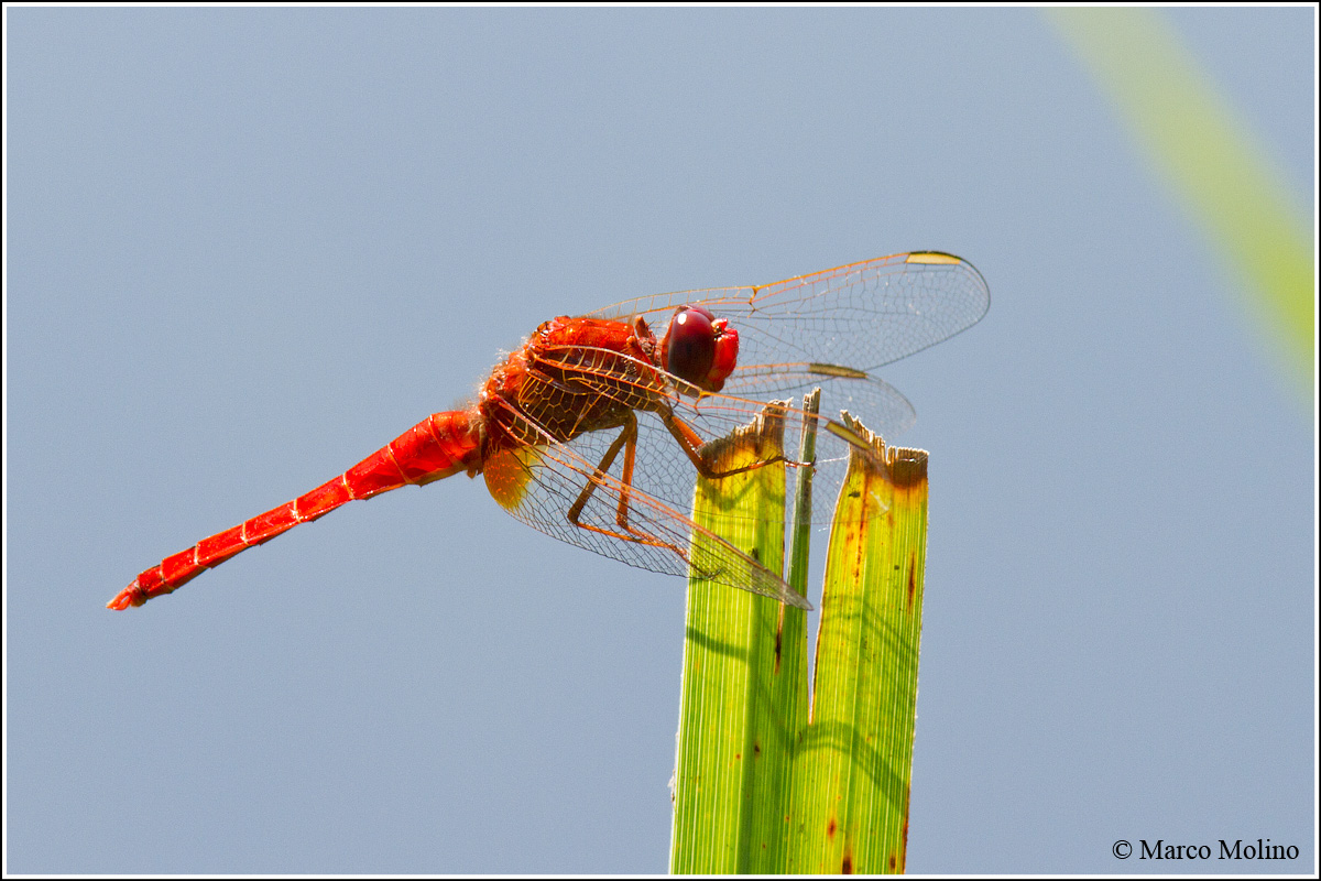 Crocothemis erythraea - Male