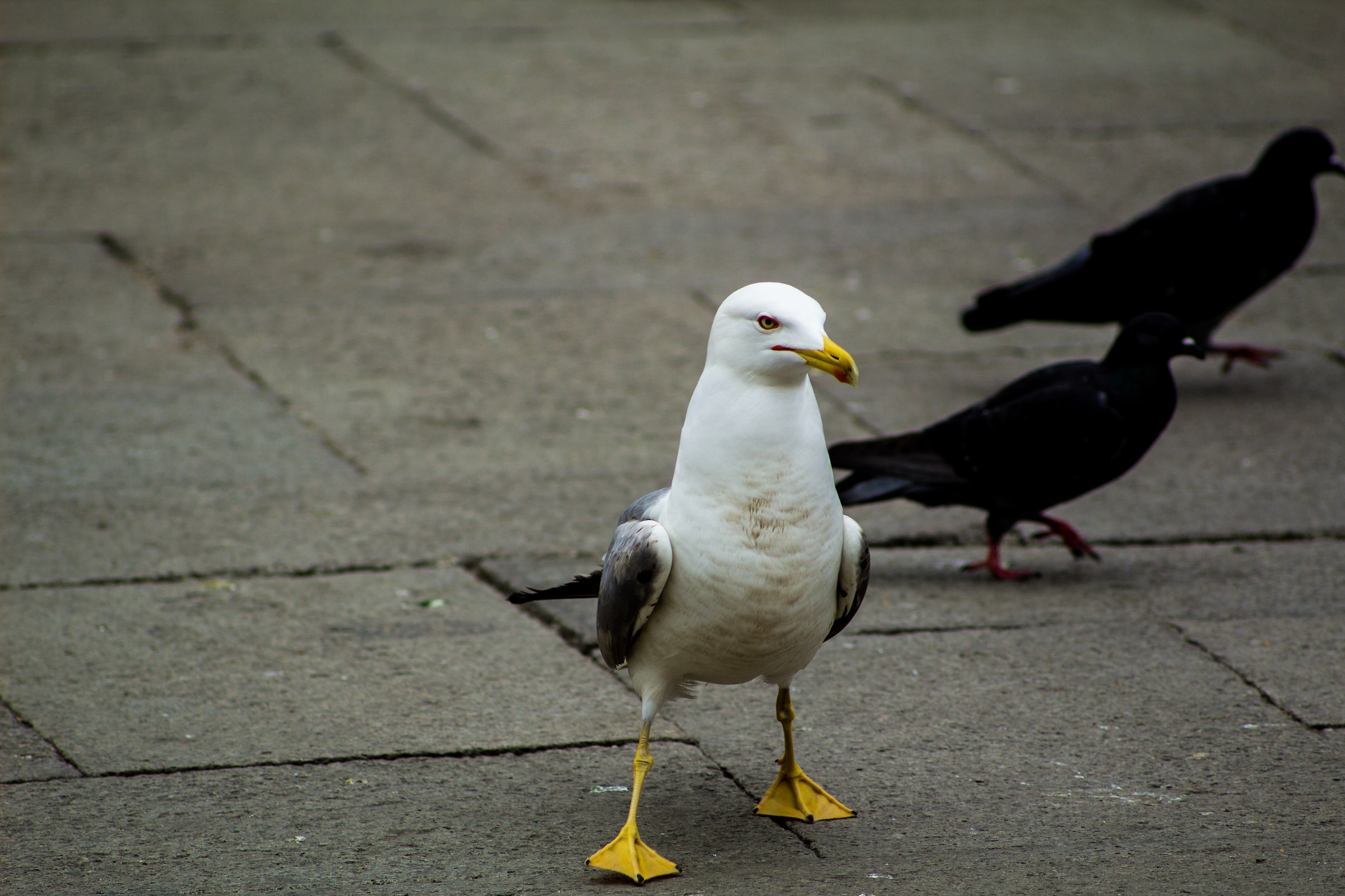 Boss of Piazza San Marco