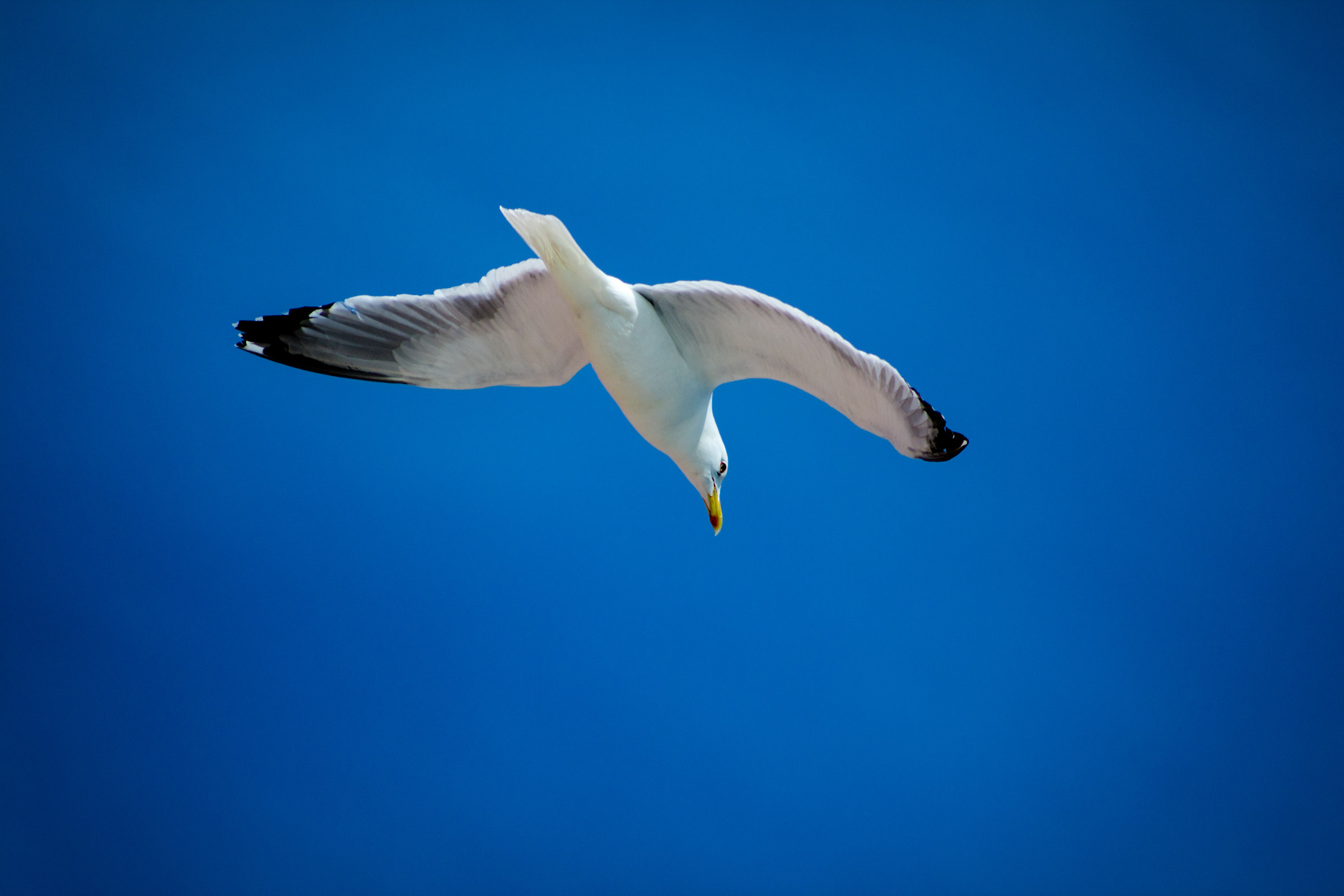 In flight, free from thoughts