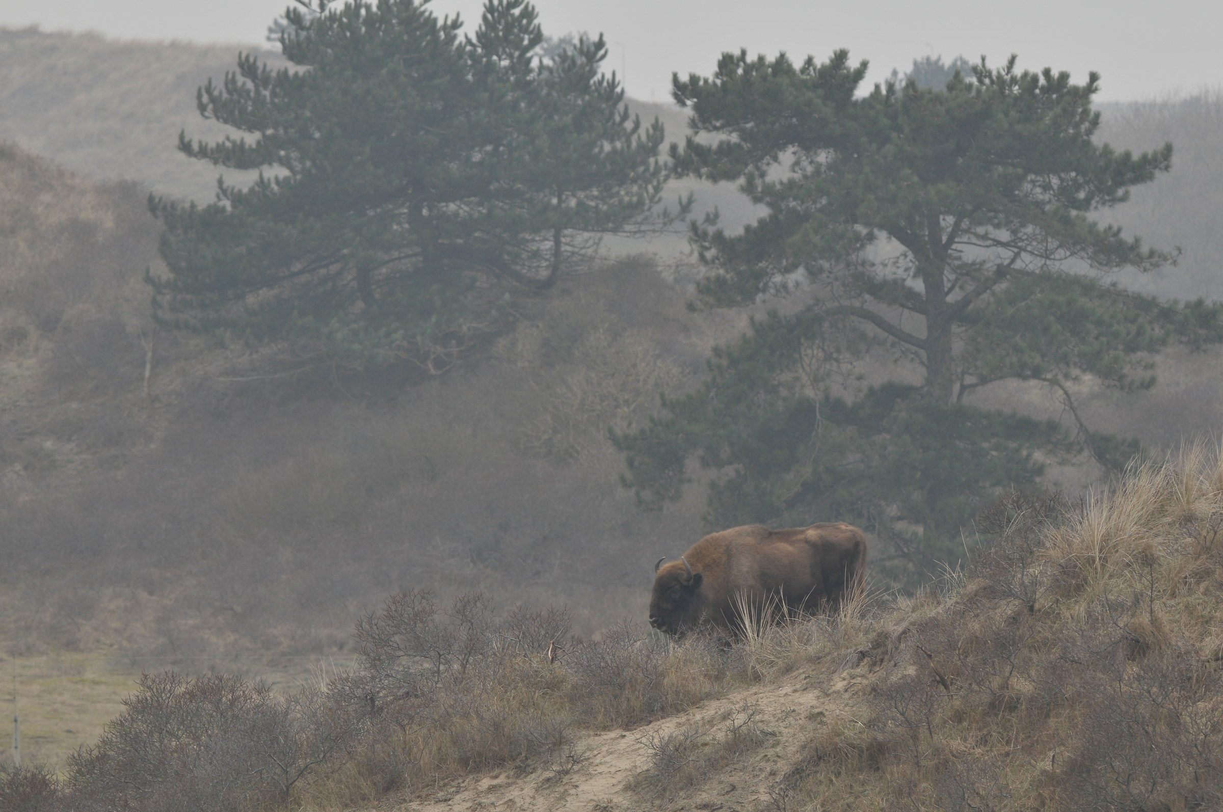 wisent