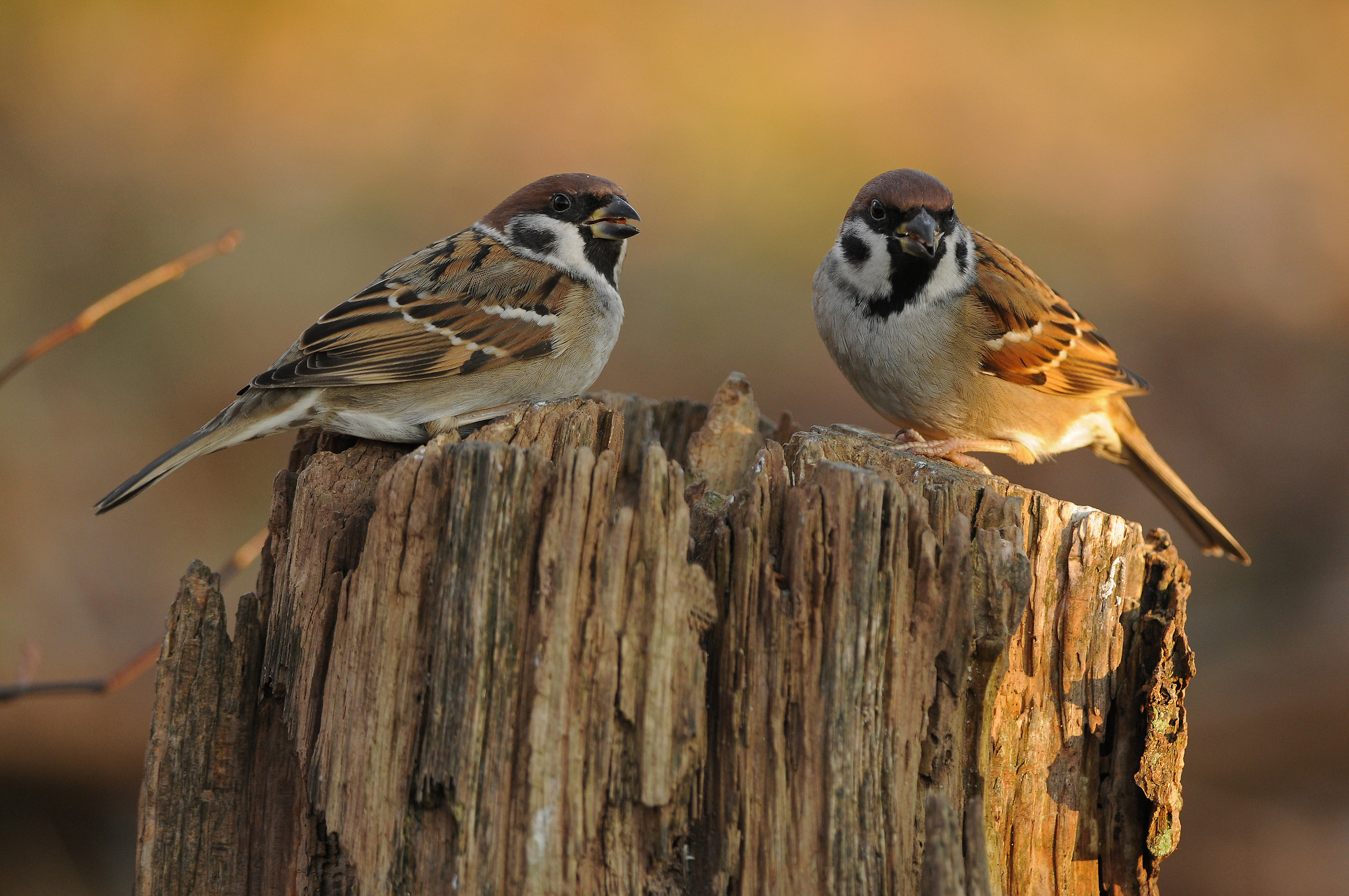 tree sparrow
