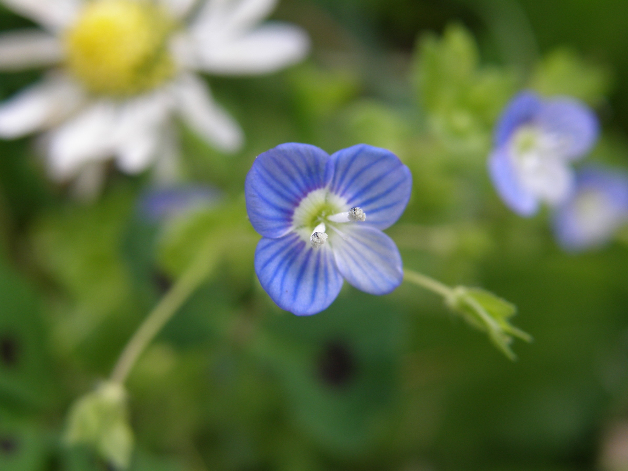 Macro per un fiore micro
