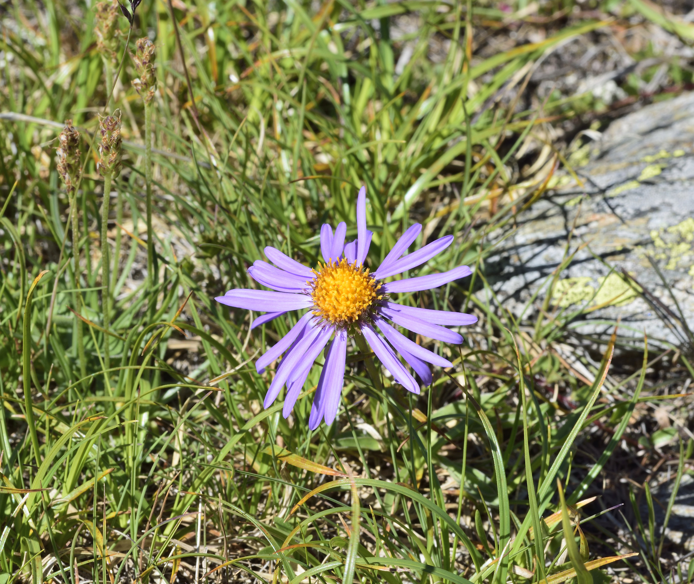 aster alpinus