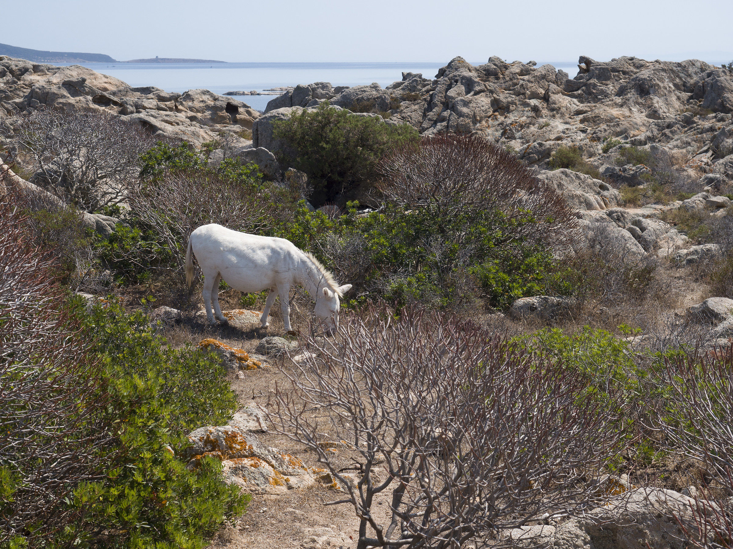 albino donkey Asinara