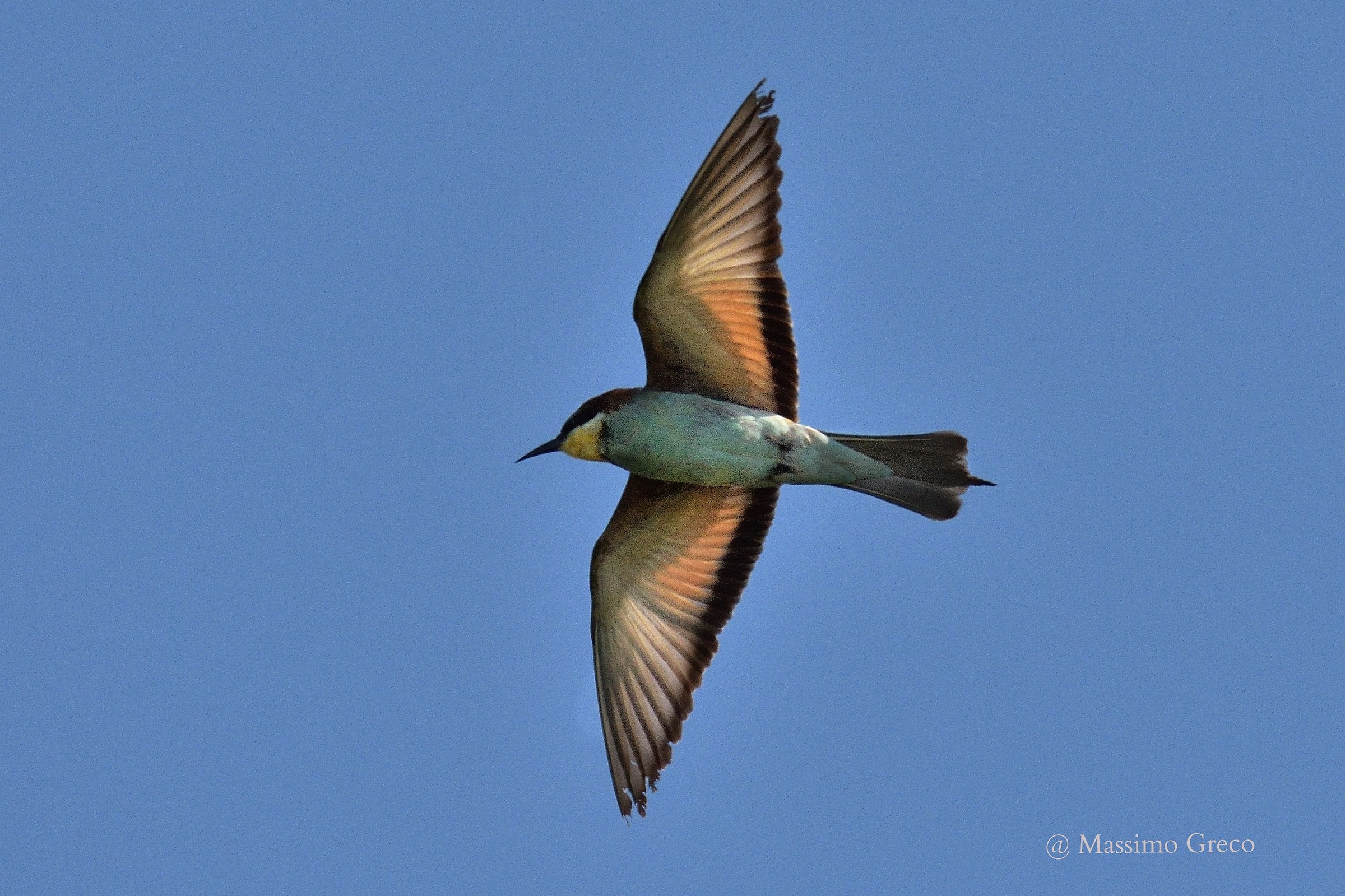 Bee Eater